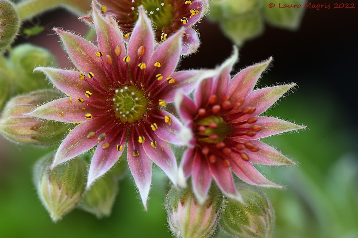 Flowers of everliving greater