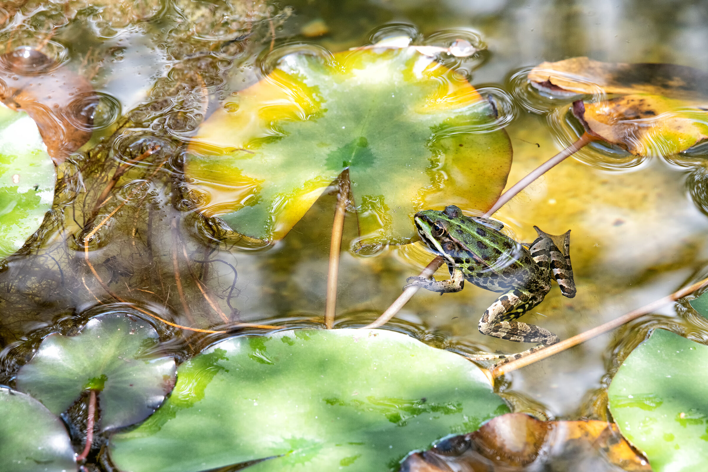 Il principe dello stagno