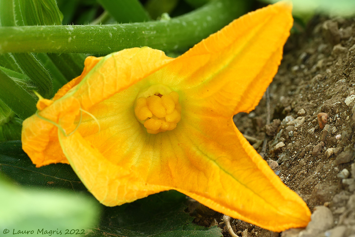 Pumpkin flower