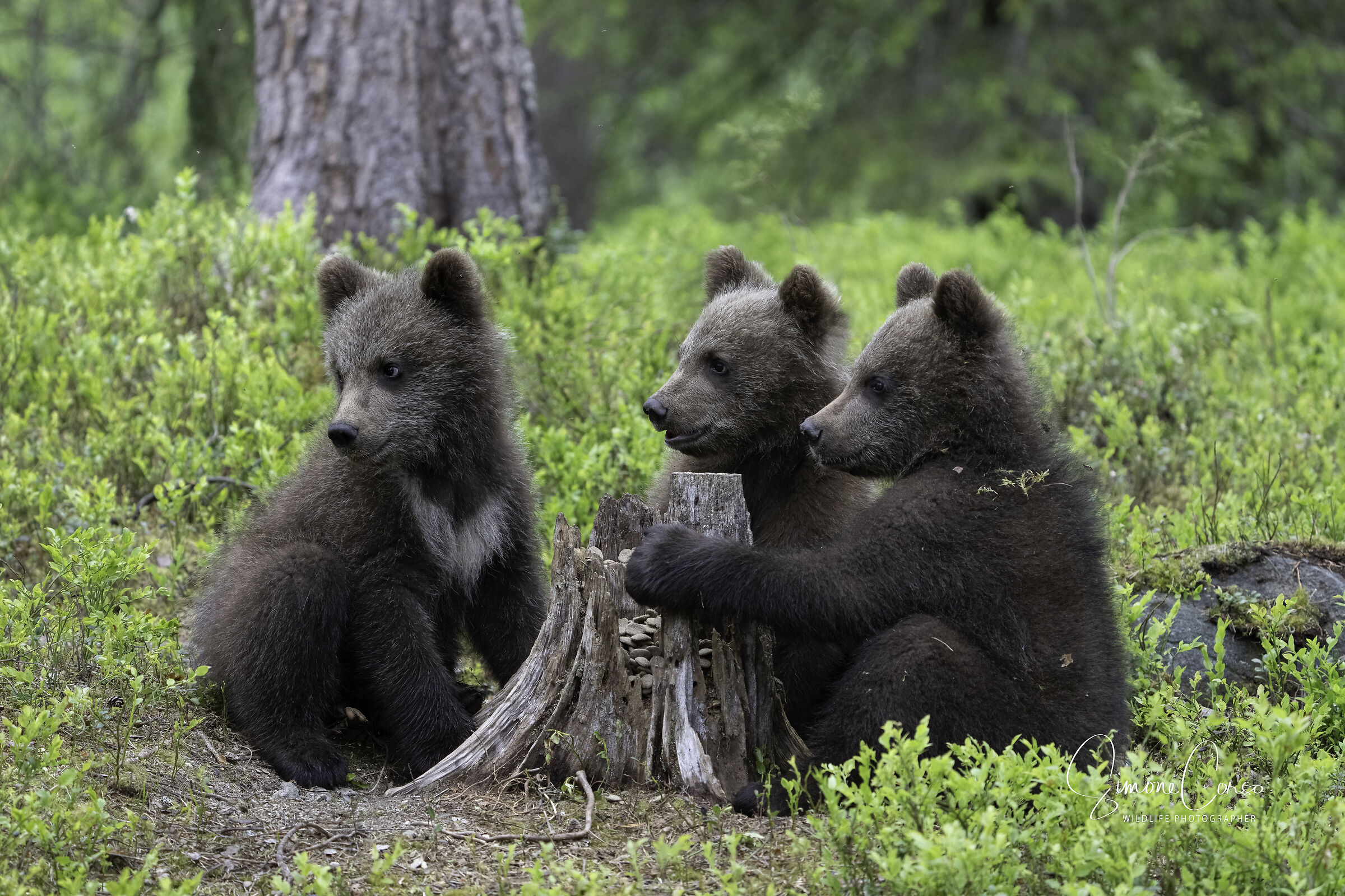 Orso Bruno - Il meeting