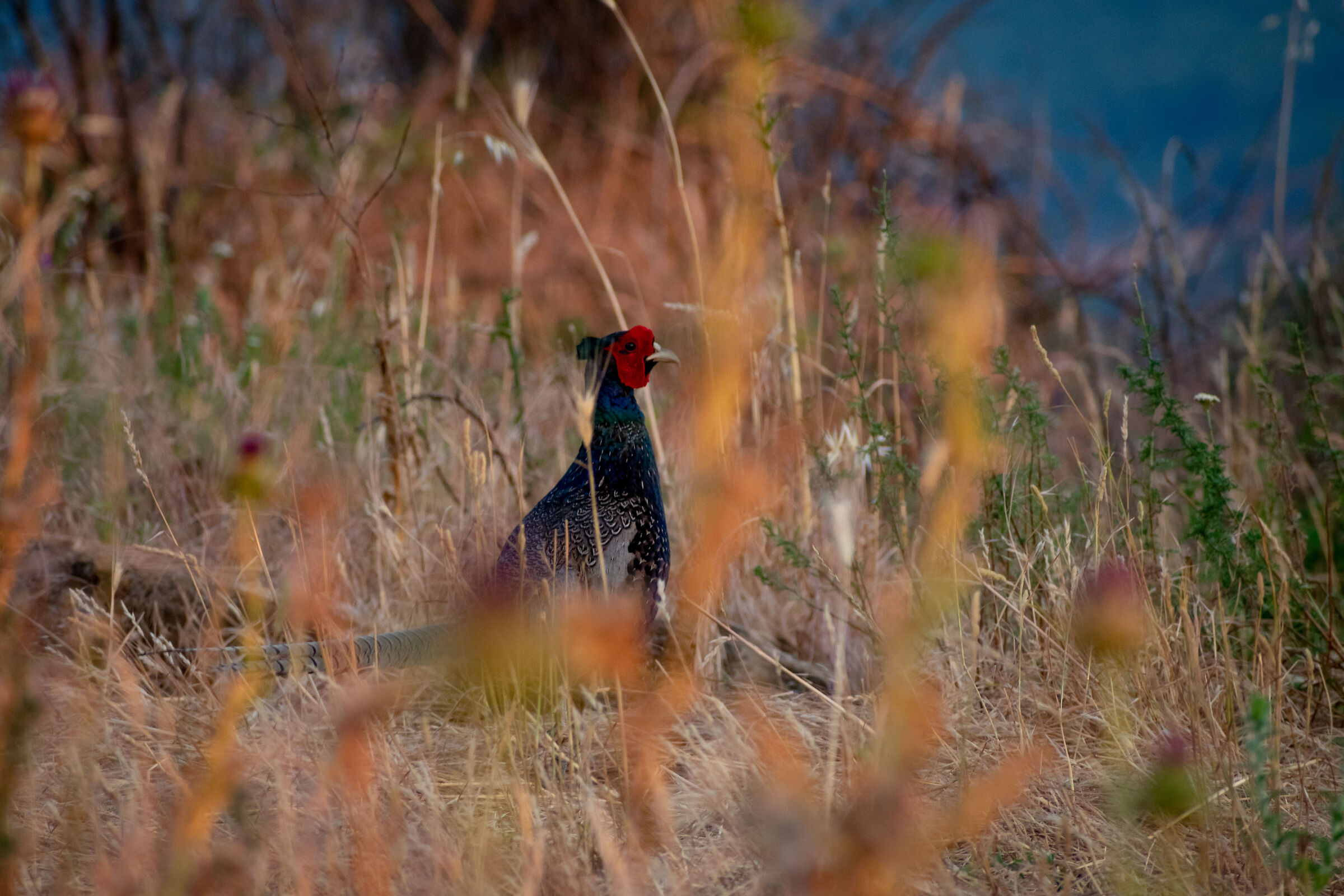 Fagiano al tramonto nei Castelli Romani