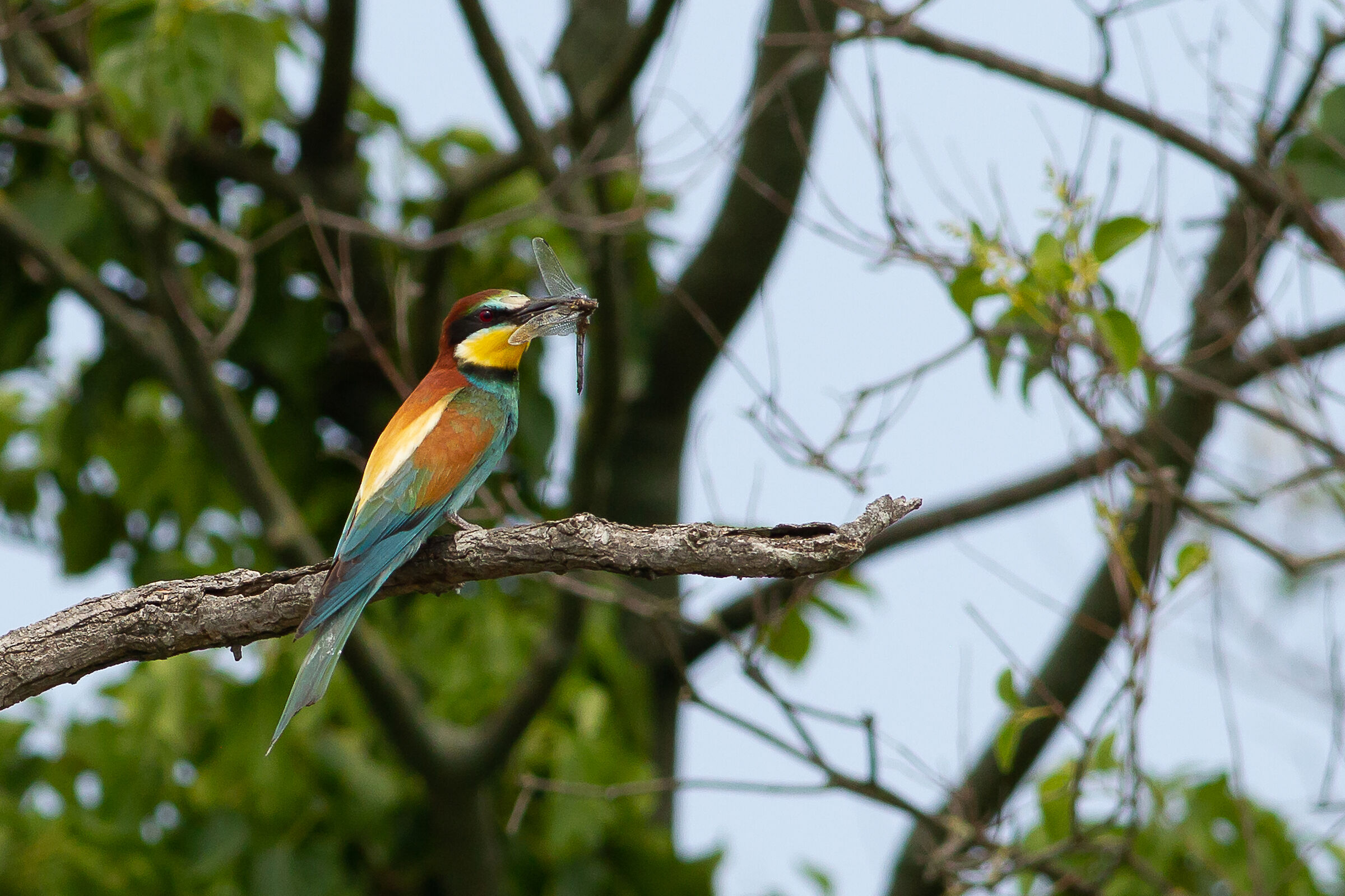 Bee-eater, holidays in the lagoon