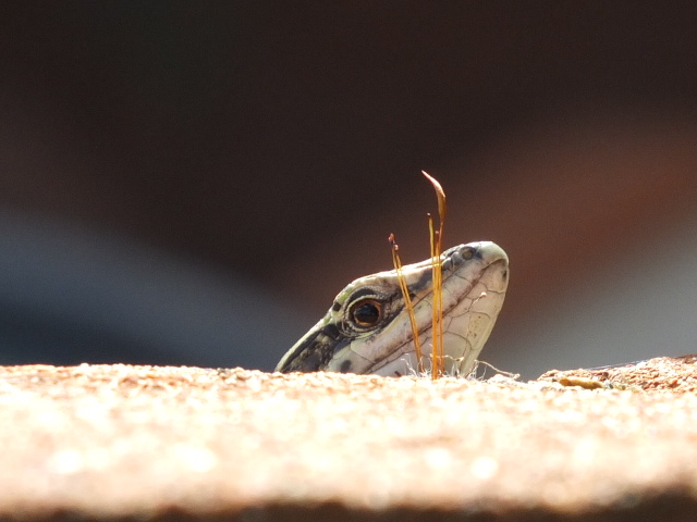 Cu .... cu .... seven!!