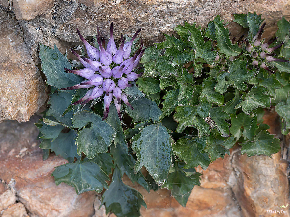 Raponzolo di roccia