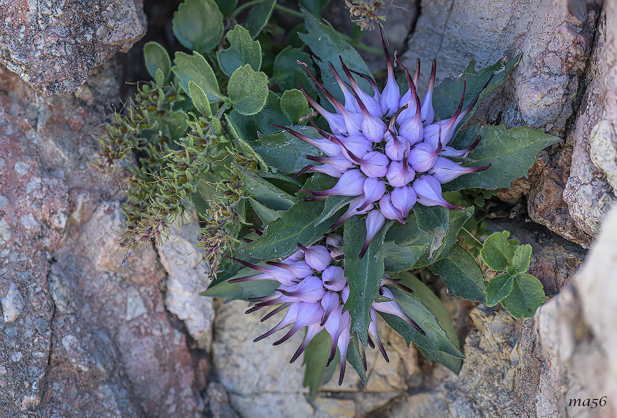Raponzolo di roccia