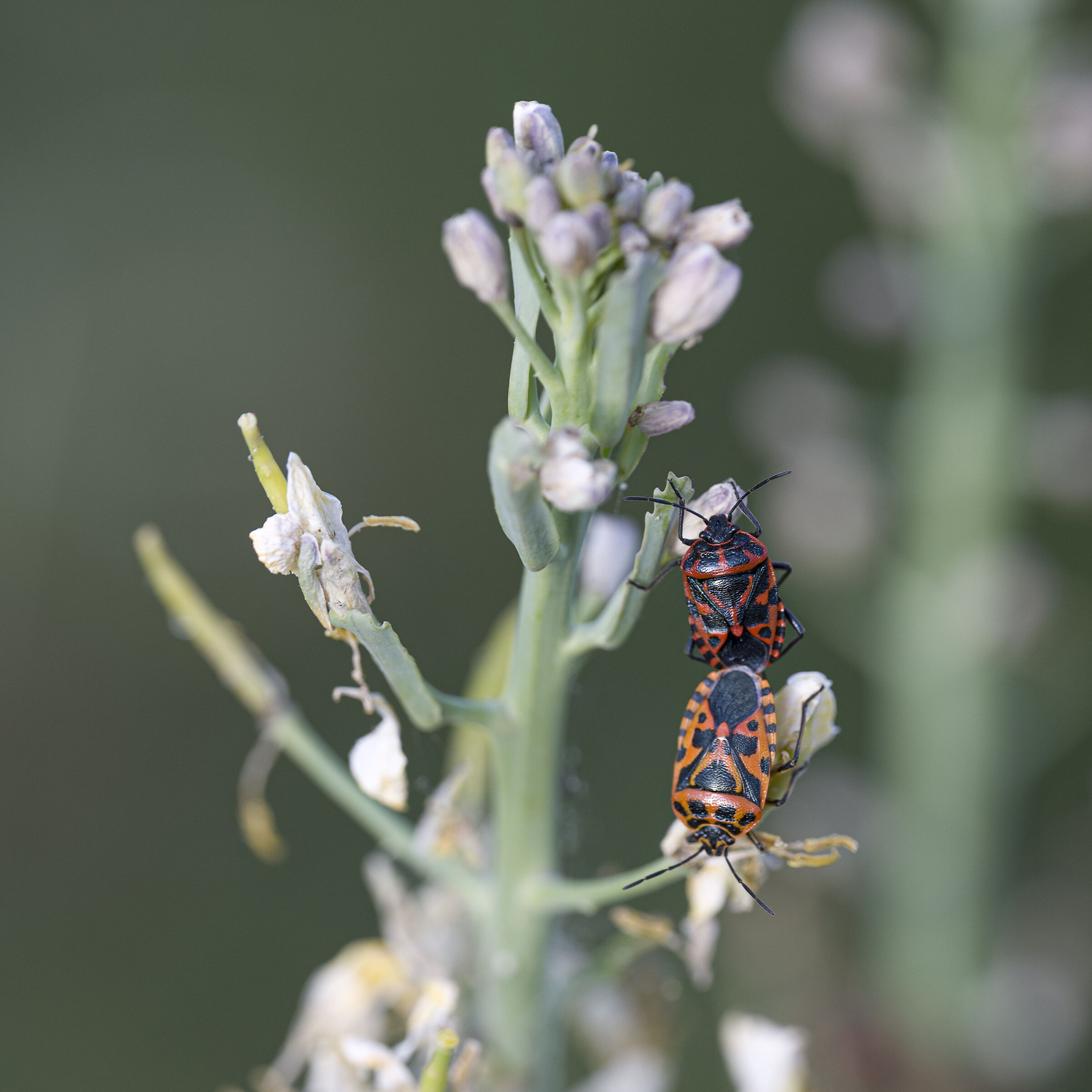 Eurydema ventralis - cimice