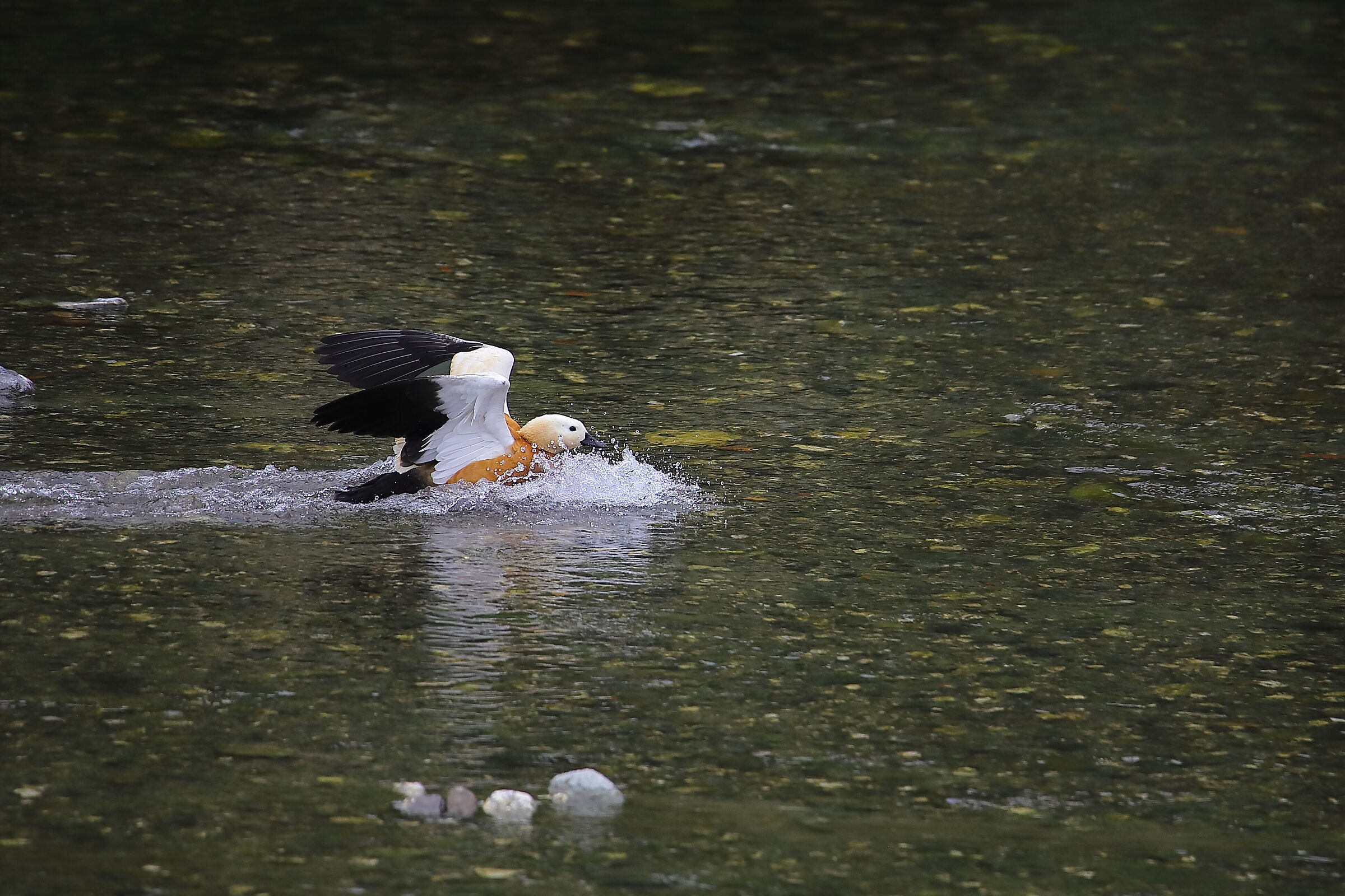 Splash della Casarca
