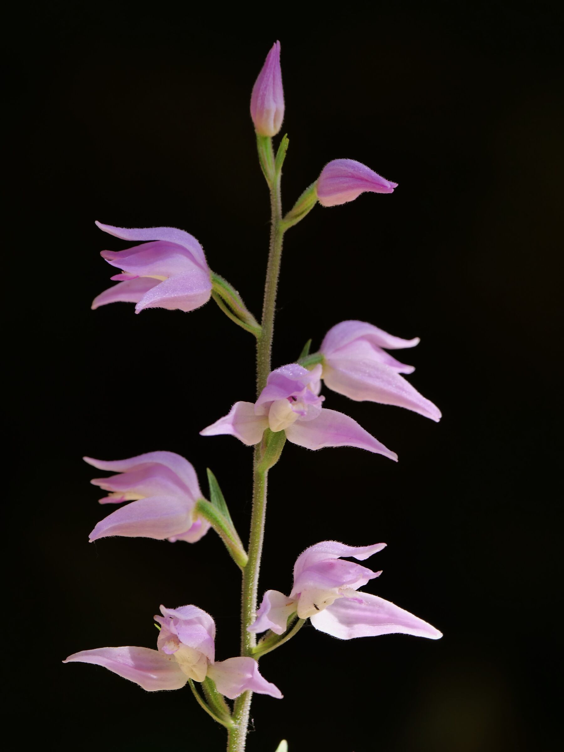 Cephalanthera rubri