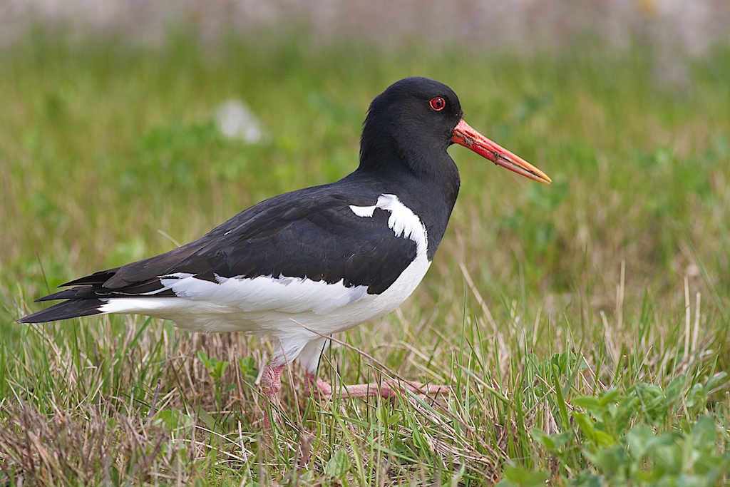 Oystercatcher