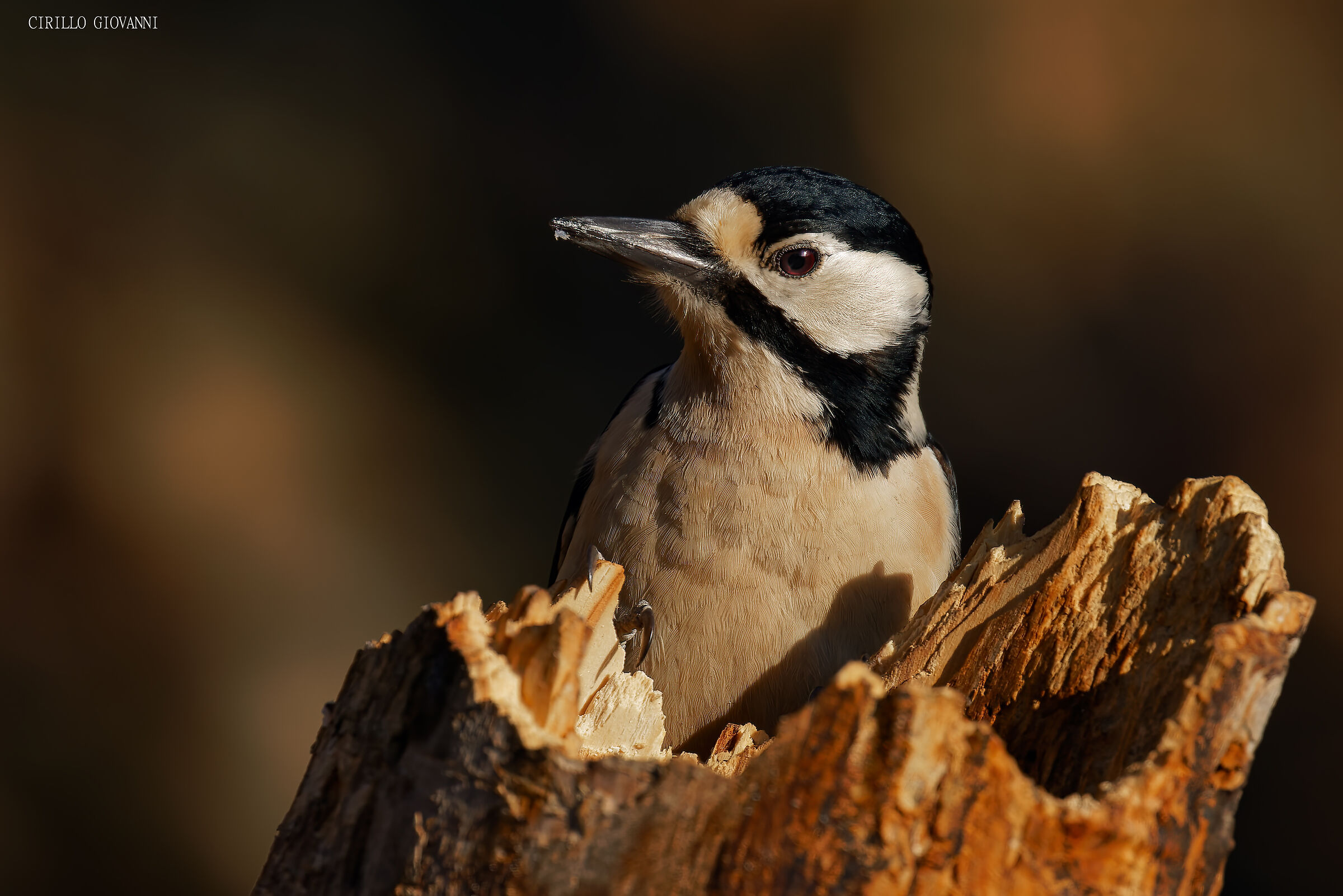 Greater red woodpecker