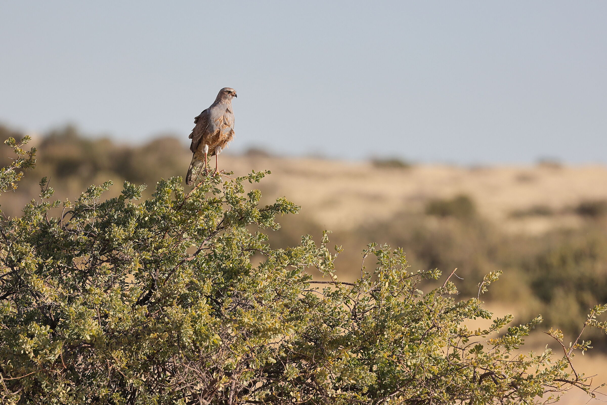 Namibia - Aquila