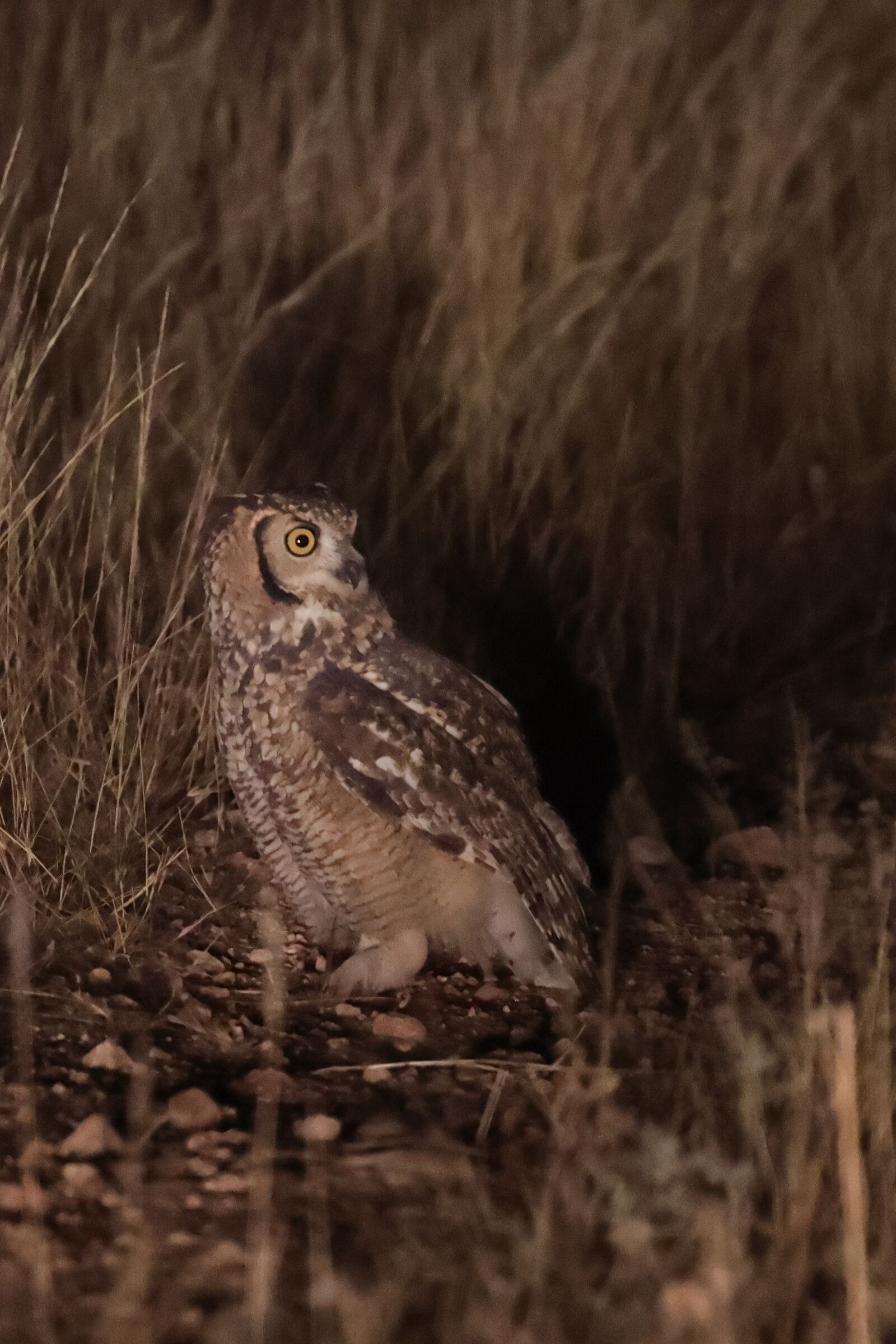 Namibia - Gufo di notte