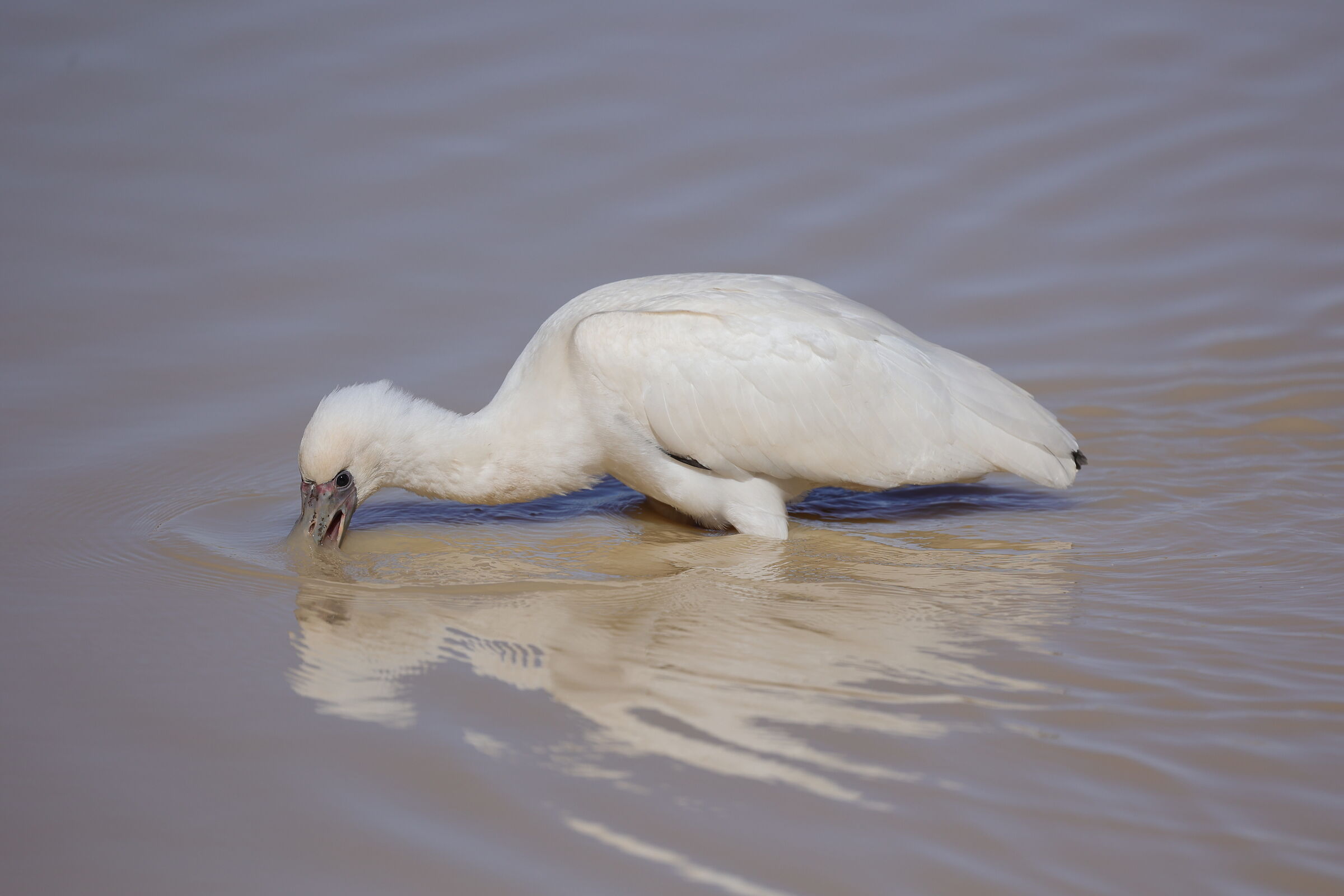 Namibia - Aspirapolvere da stagno (spatola africana)