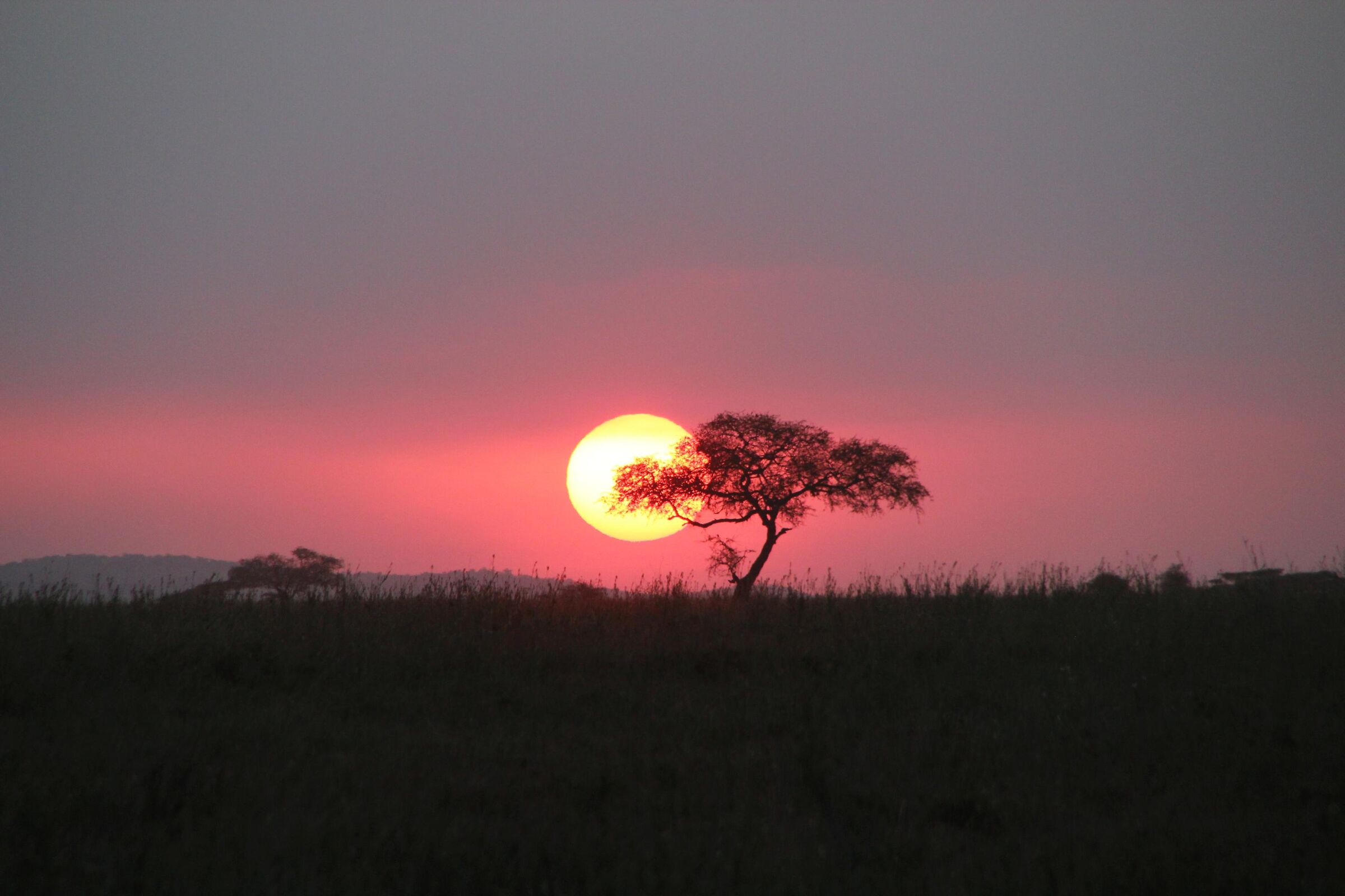 Sunset in the savannah