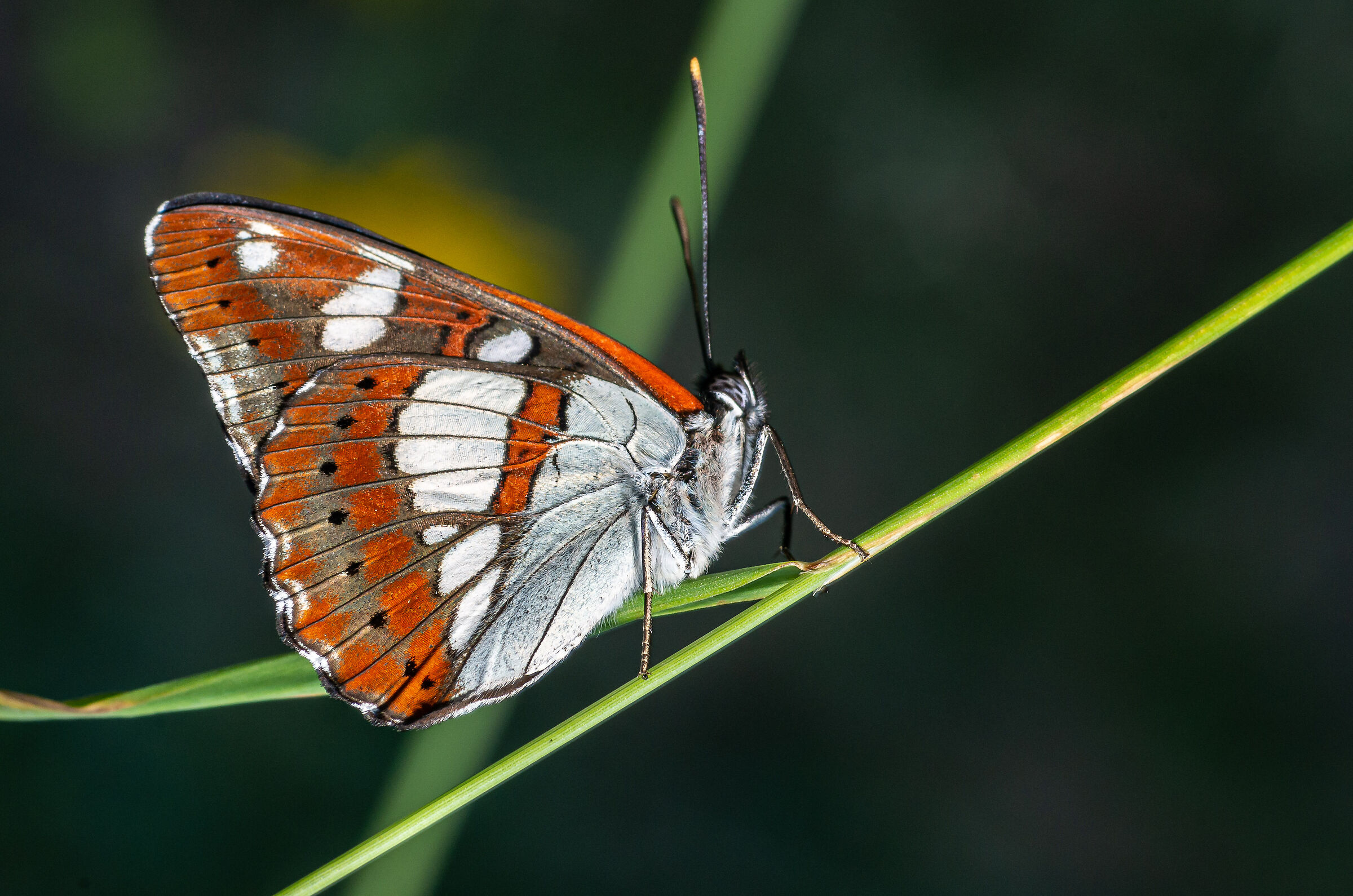ephemeral and delicate beauty