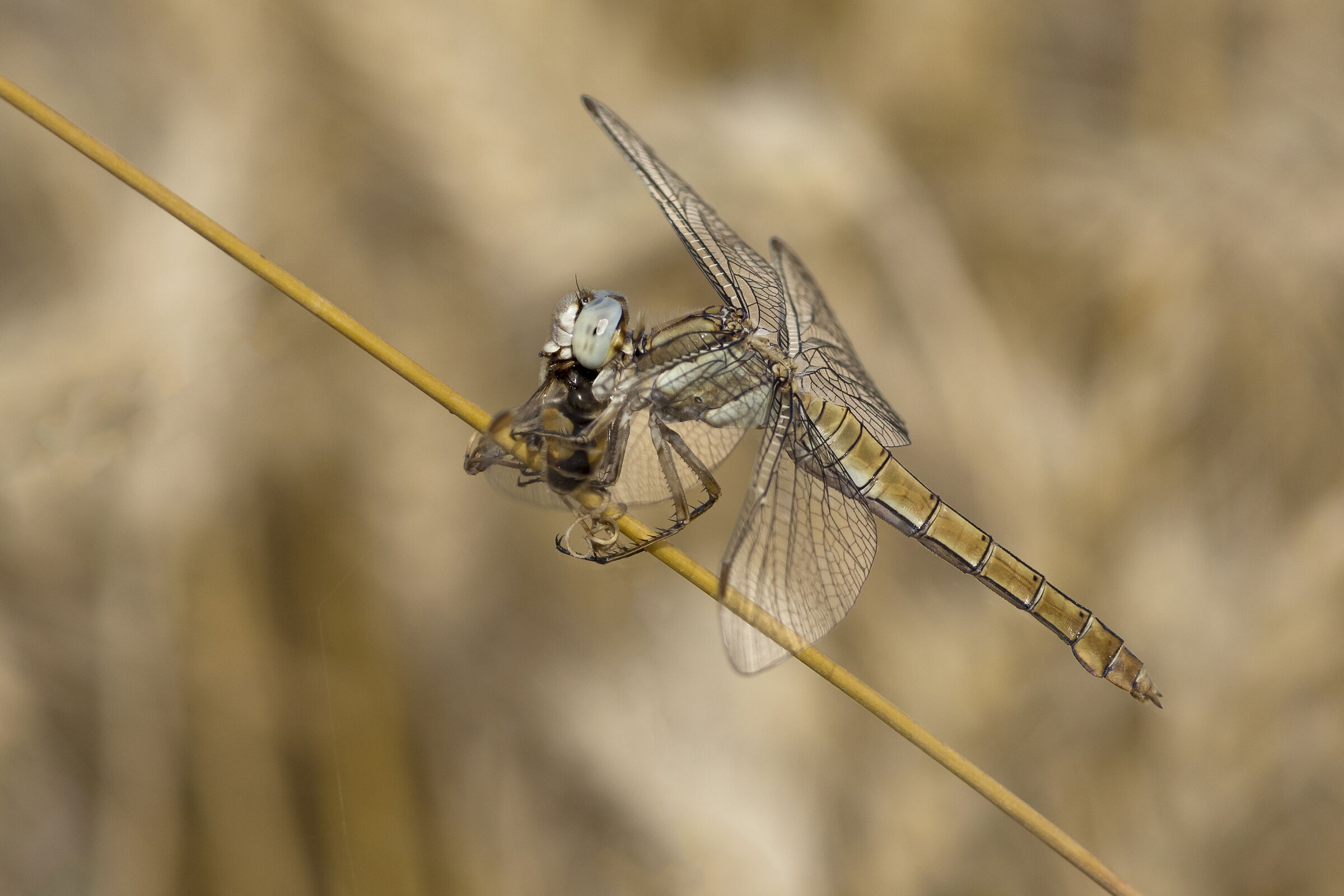 Dragonfly eating