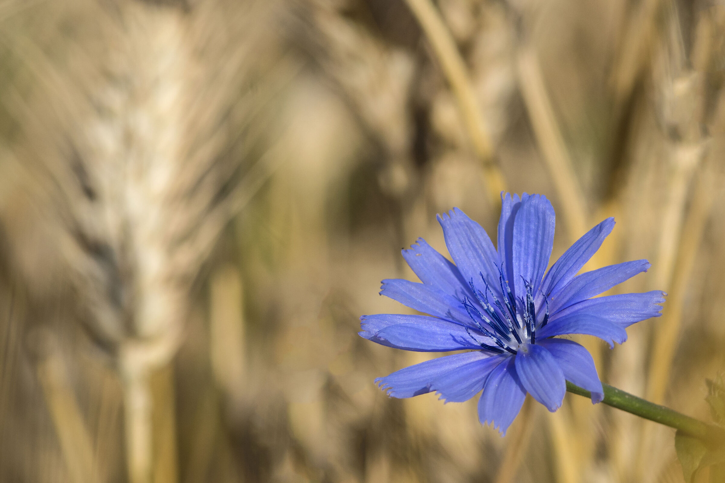 Chicory flower