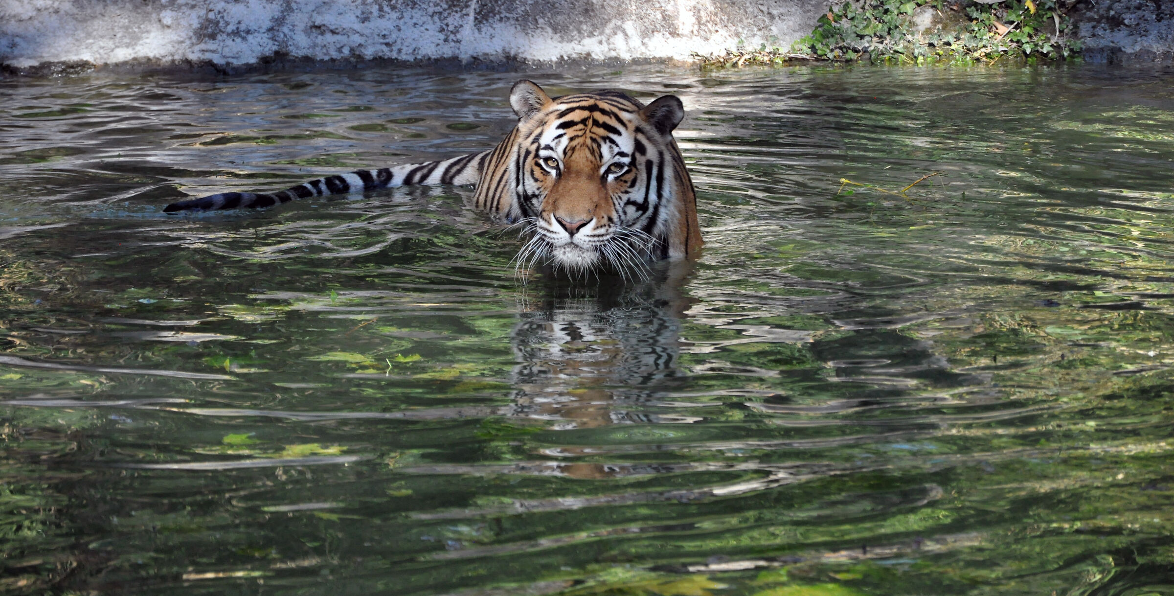 la Tigre