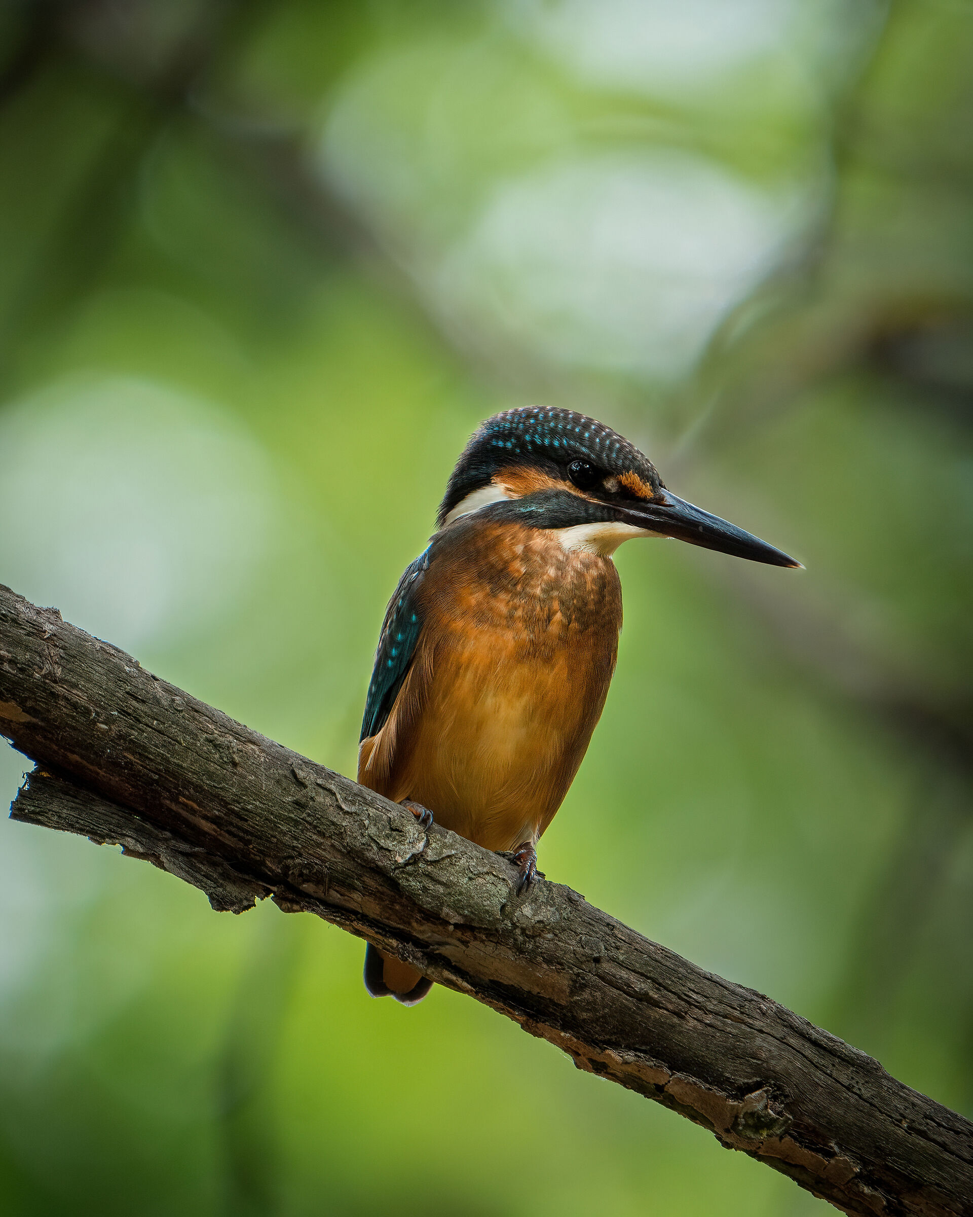 Kingfisher