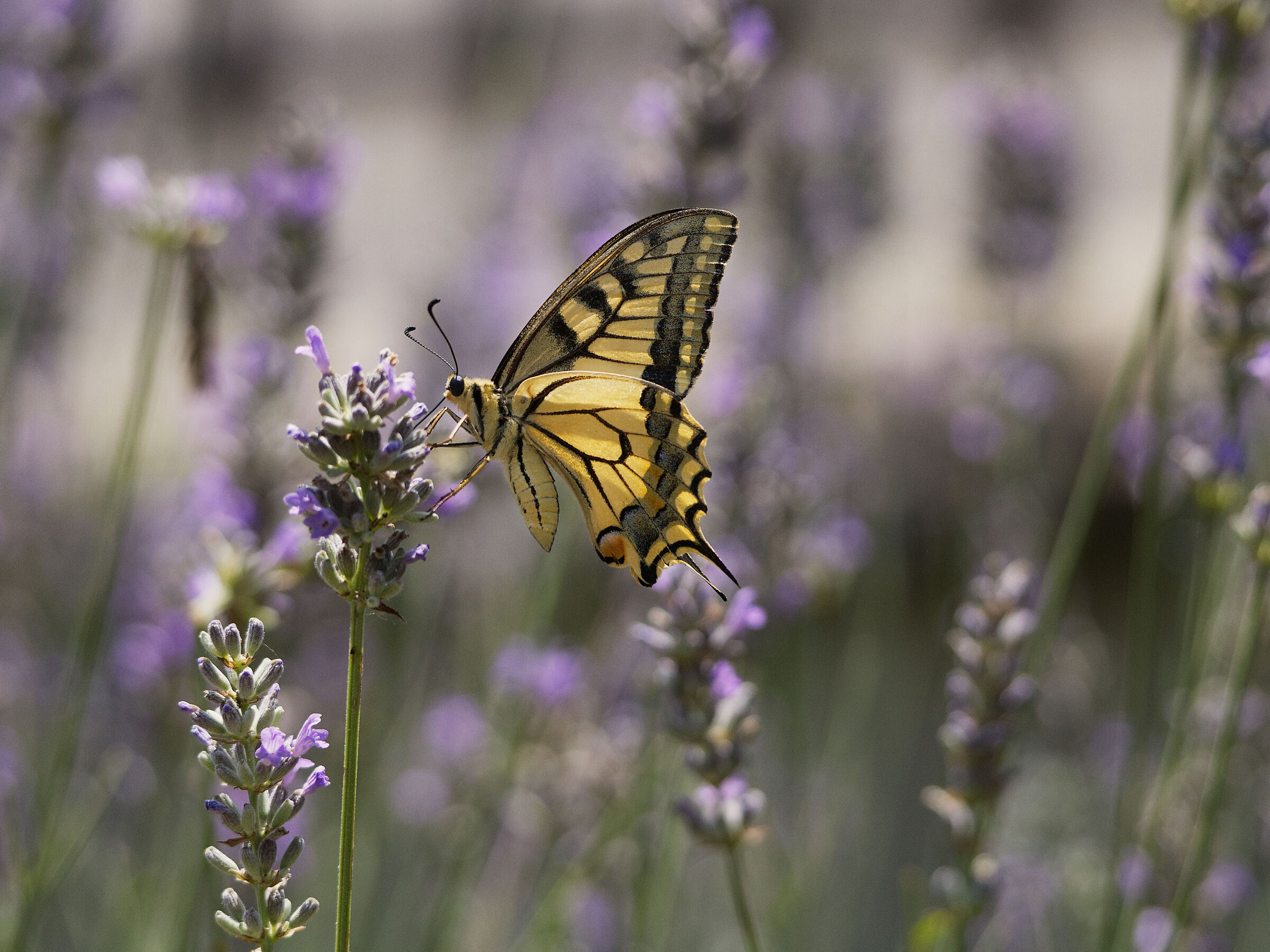 Papilio Machaon