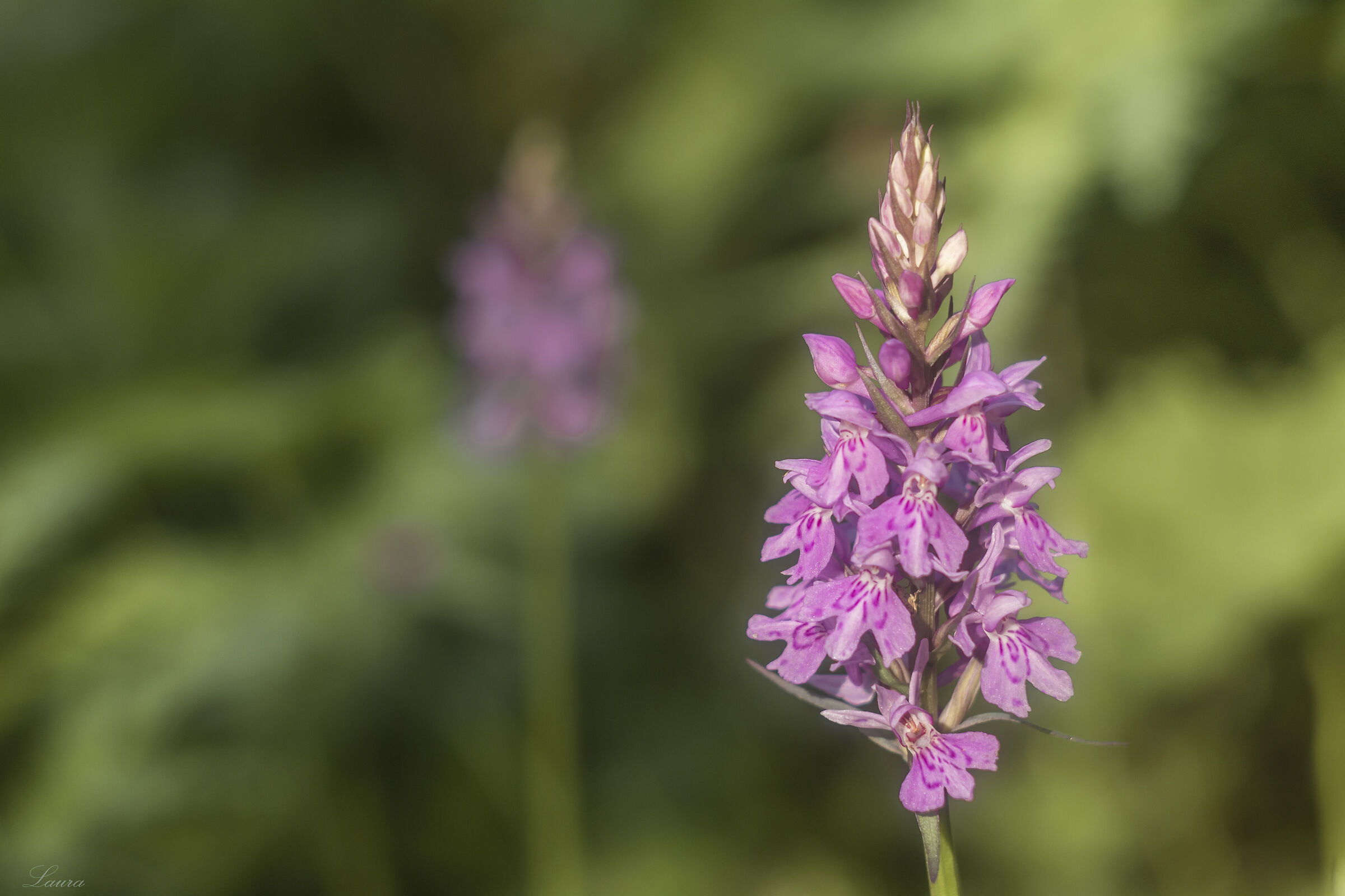 Dactylorhiza maculata