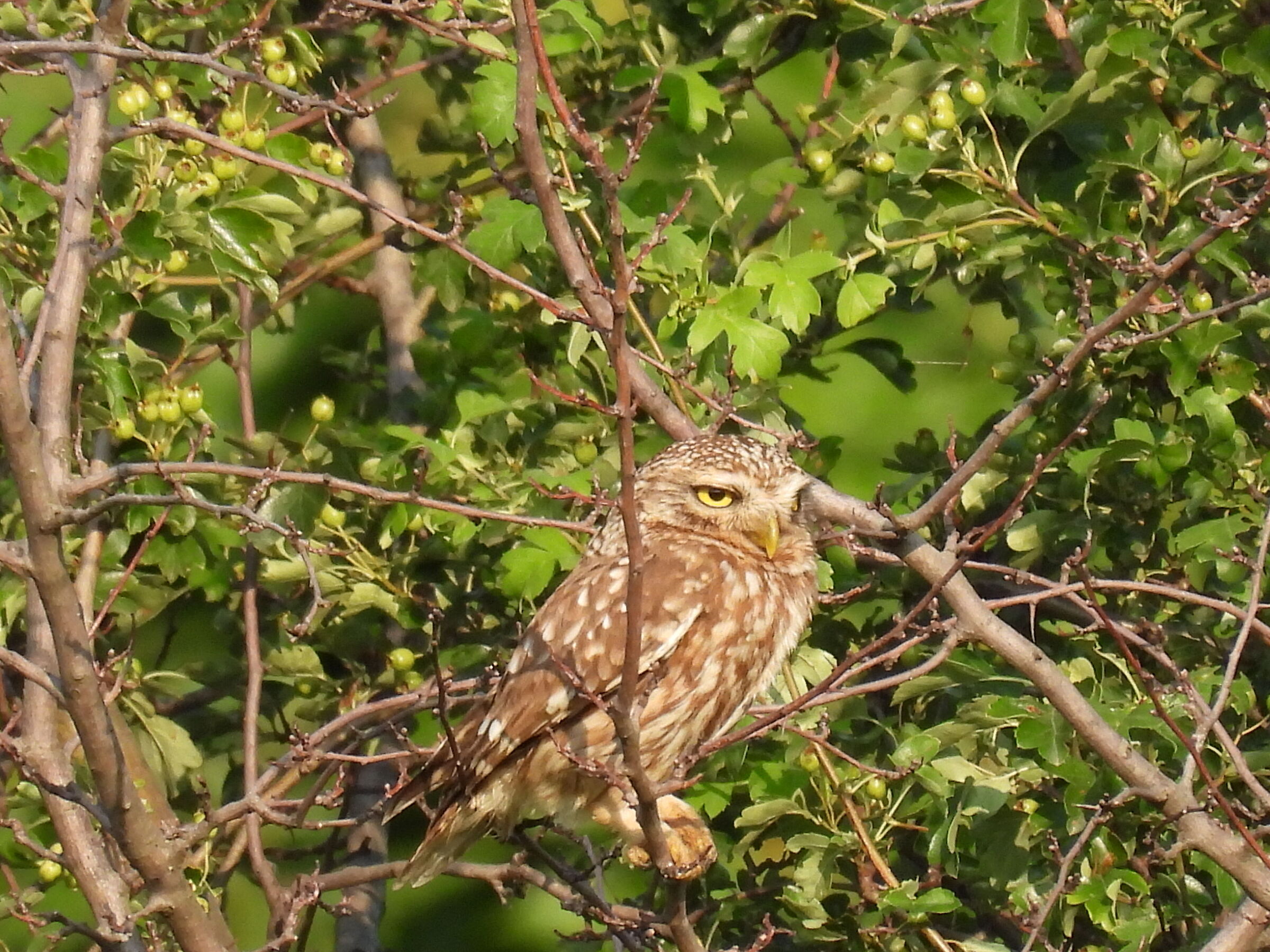 Athene noctua