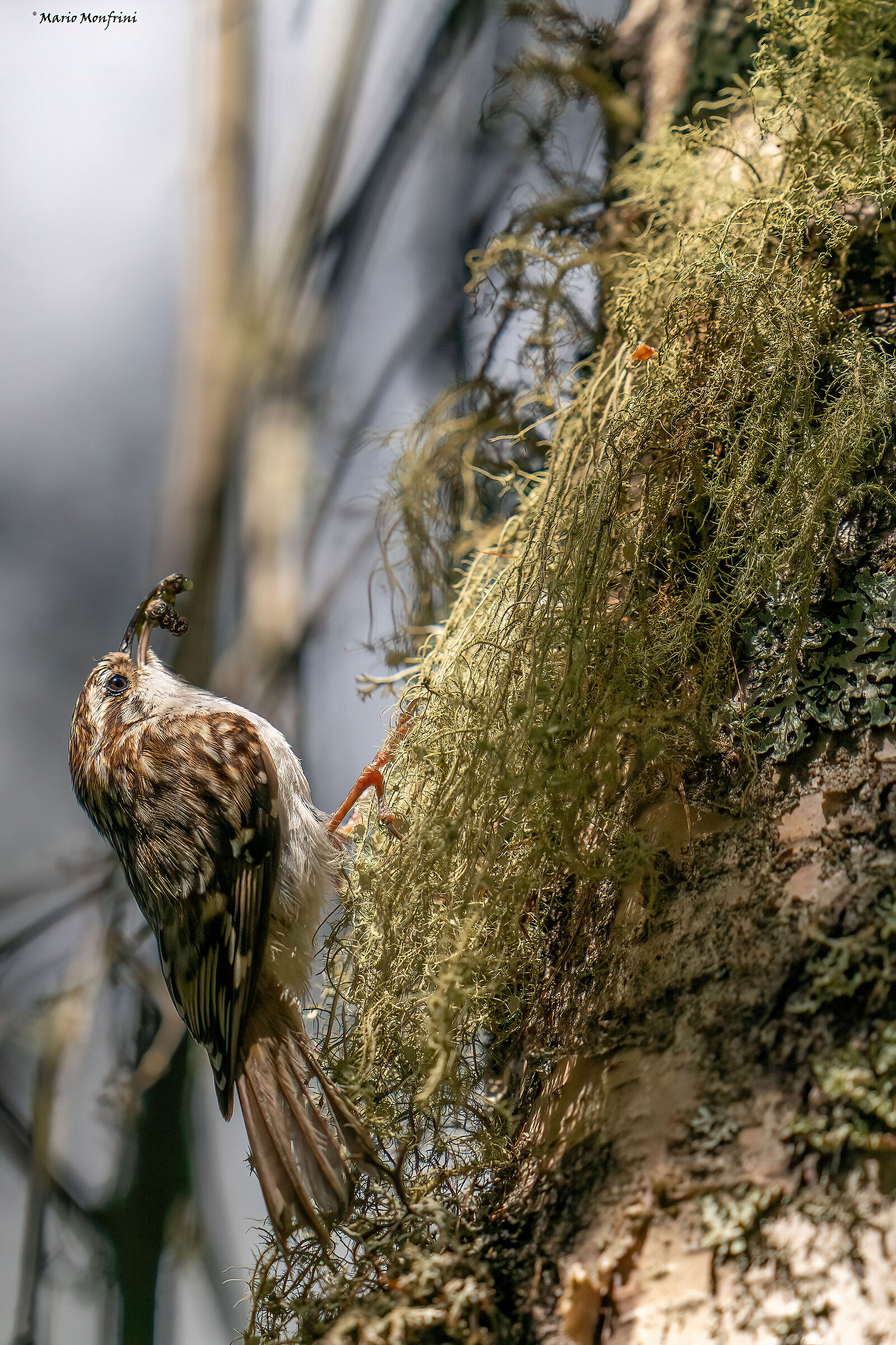 alpine rampichino with imbeccata