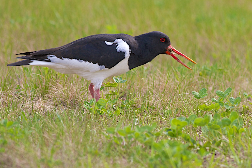 Oystercatcher
