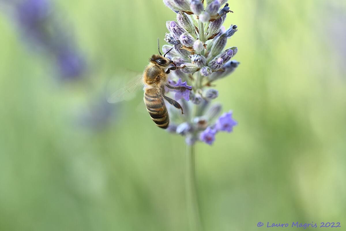 Ape operaia in azione