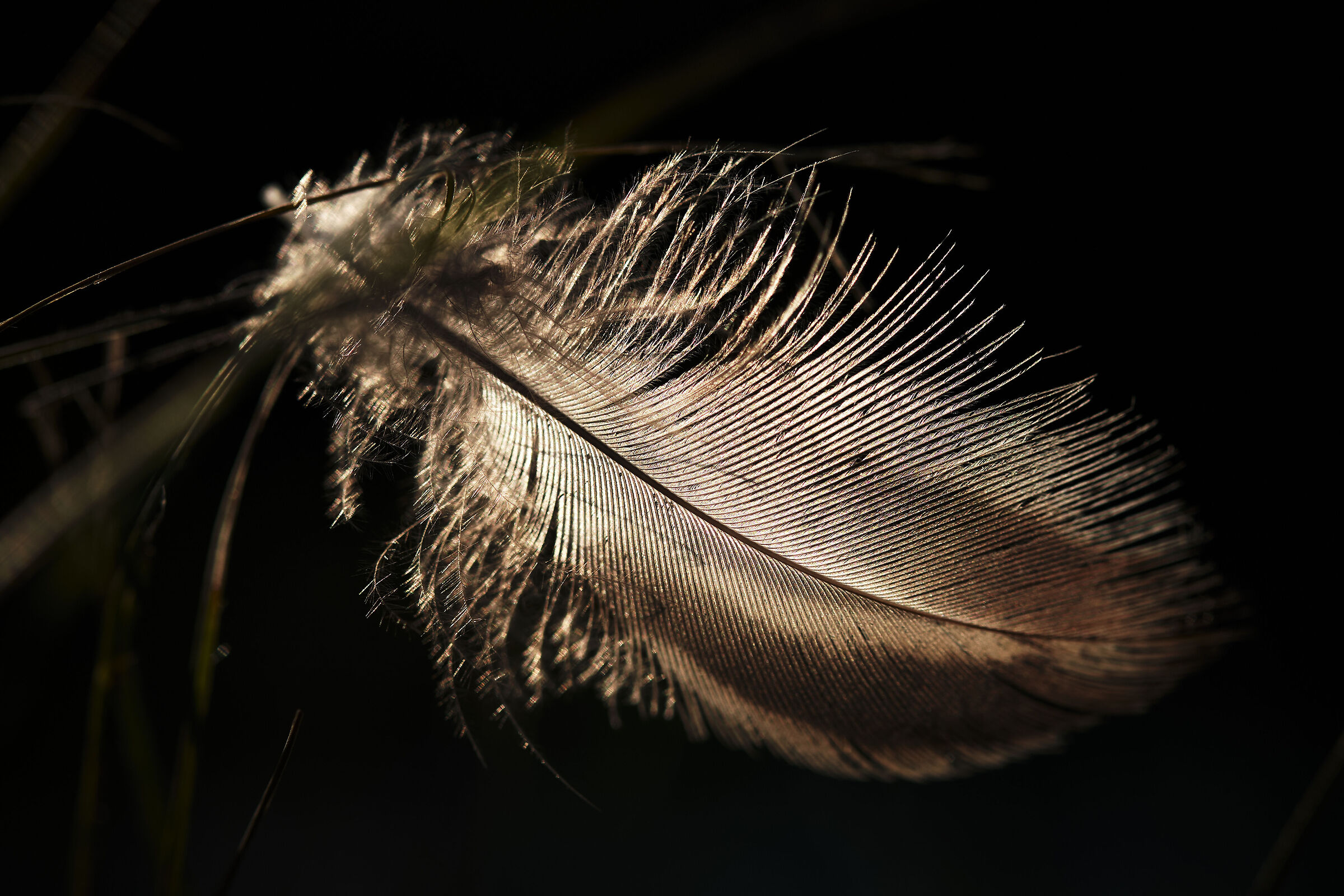 Feather