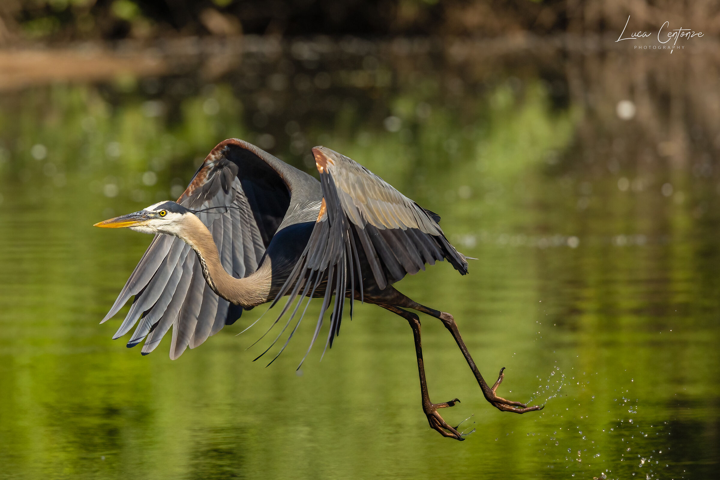 Great Blue Heron (Ardea herodias) in volo