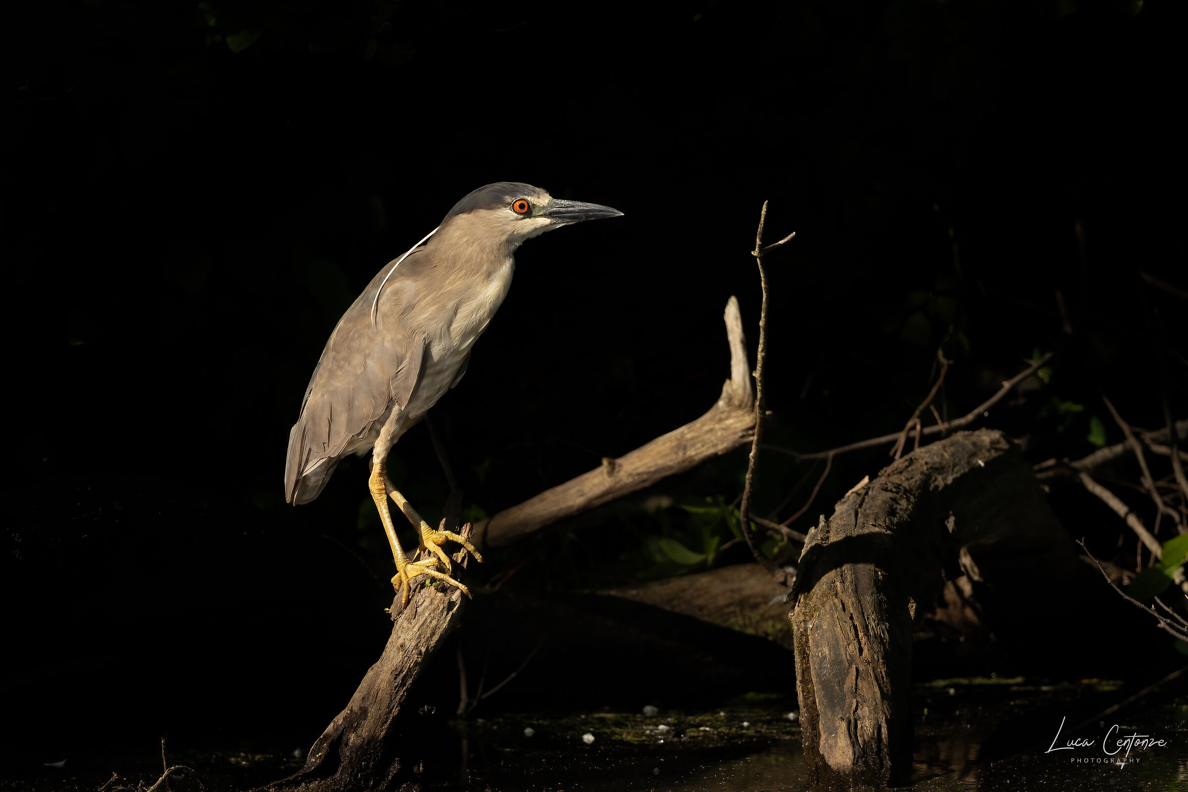 Black Crowned Night Heron - Nitticora