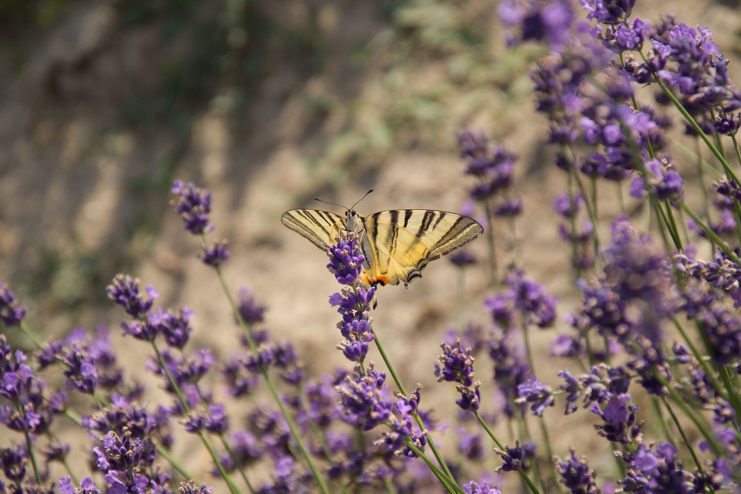 Podalirio su lavanda