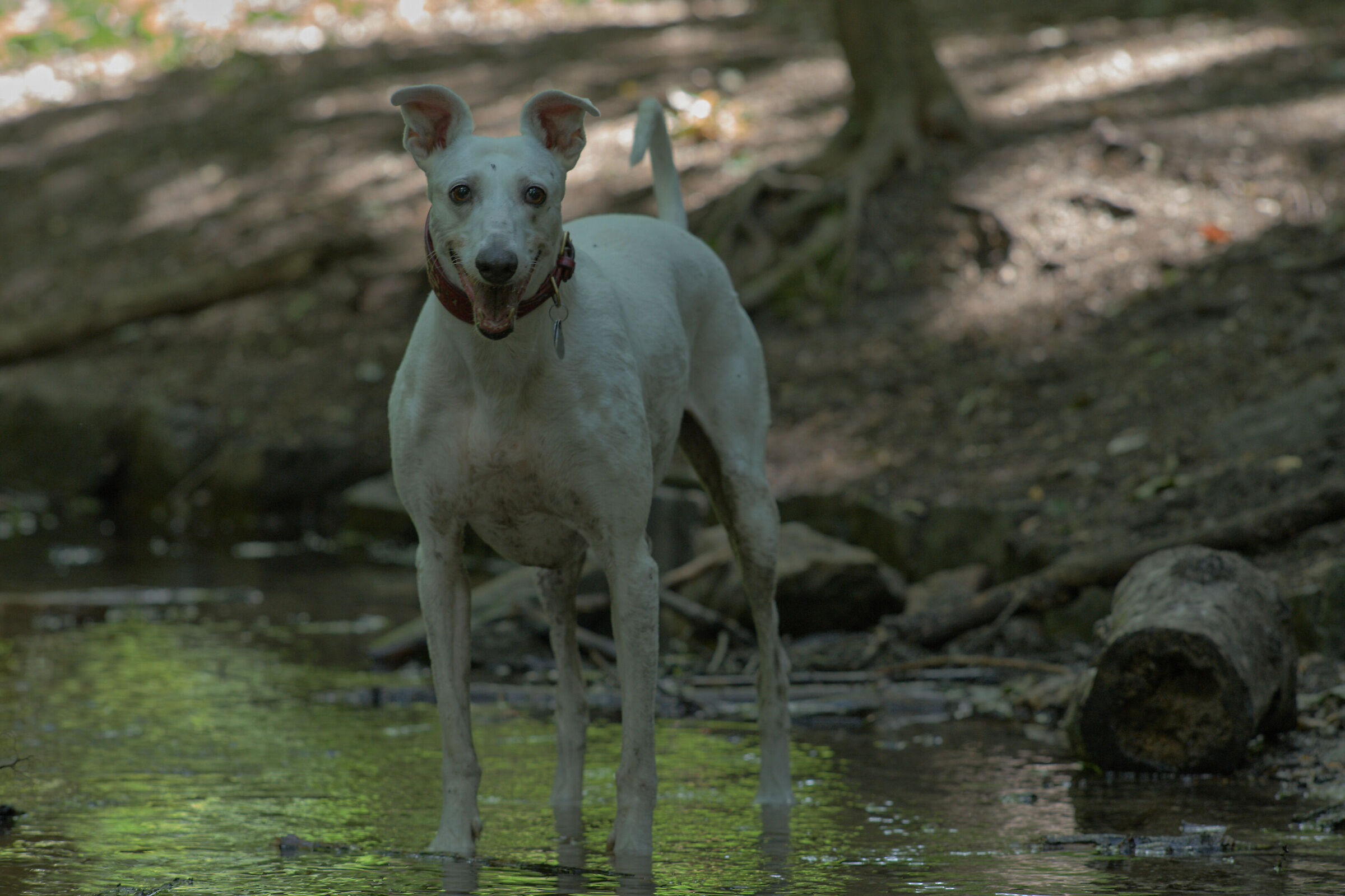 Rena - bagnata, sporca, stanca e felice