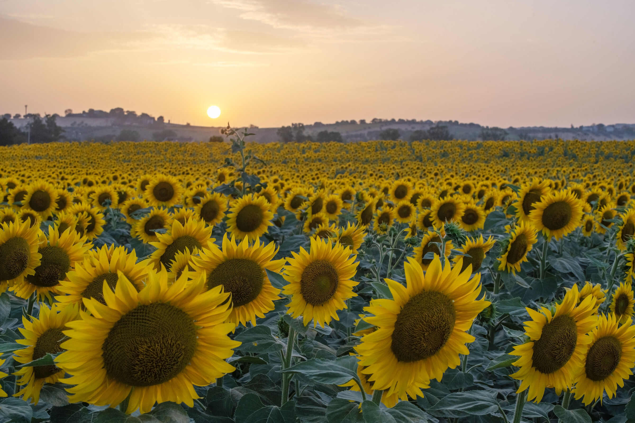 Girasoli al tramonto