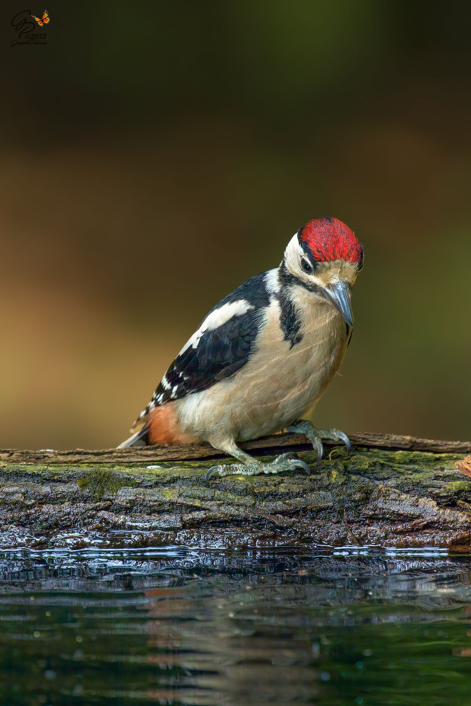 Giovane picchio rosso maggiore