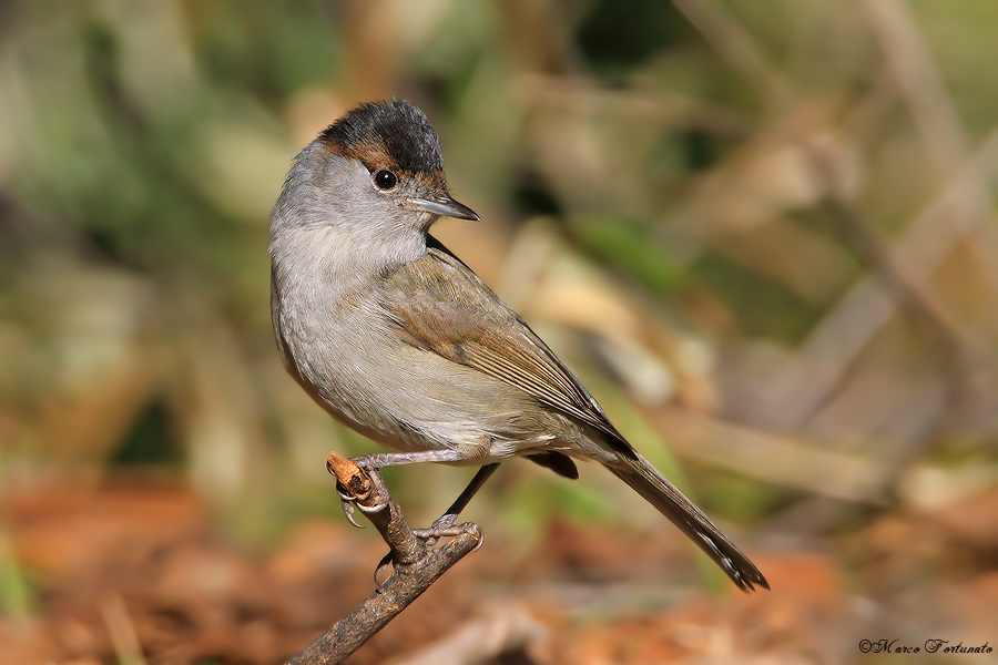 Giovane capinera maschio in muta