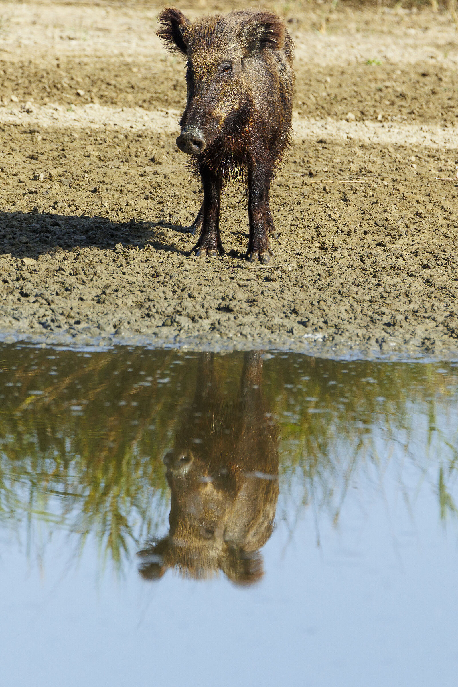 Specchio delle mie brame