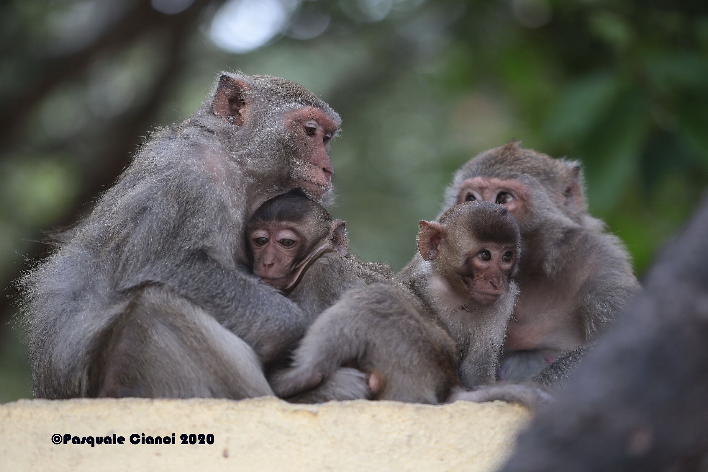 Famiglia di scimmie a Monkey Island Vietnam