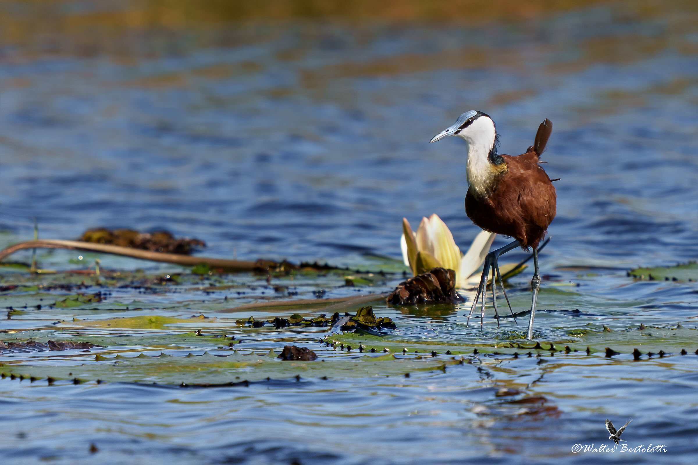 jacana africana