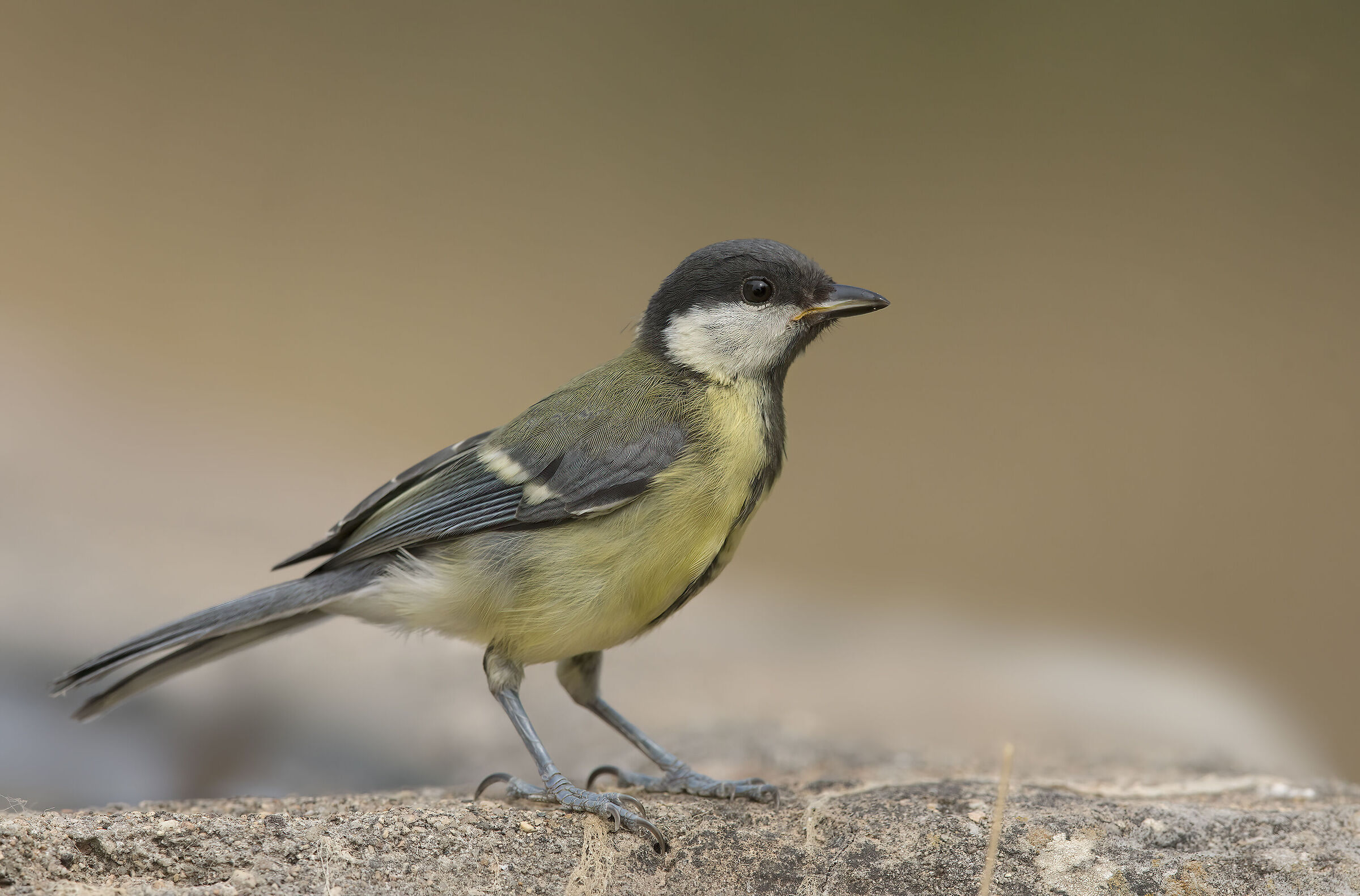 titmouse