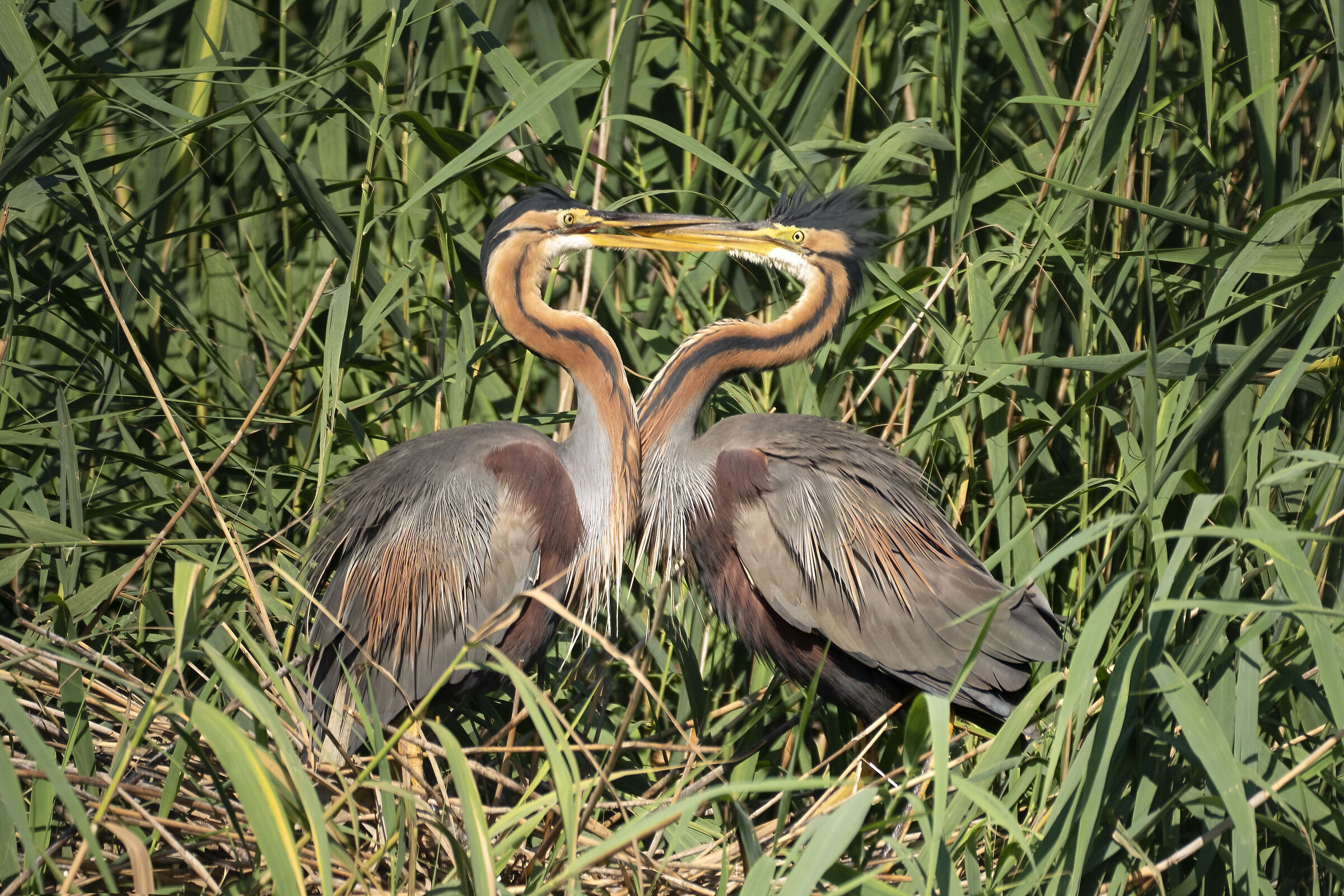 Pair of red herons