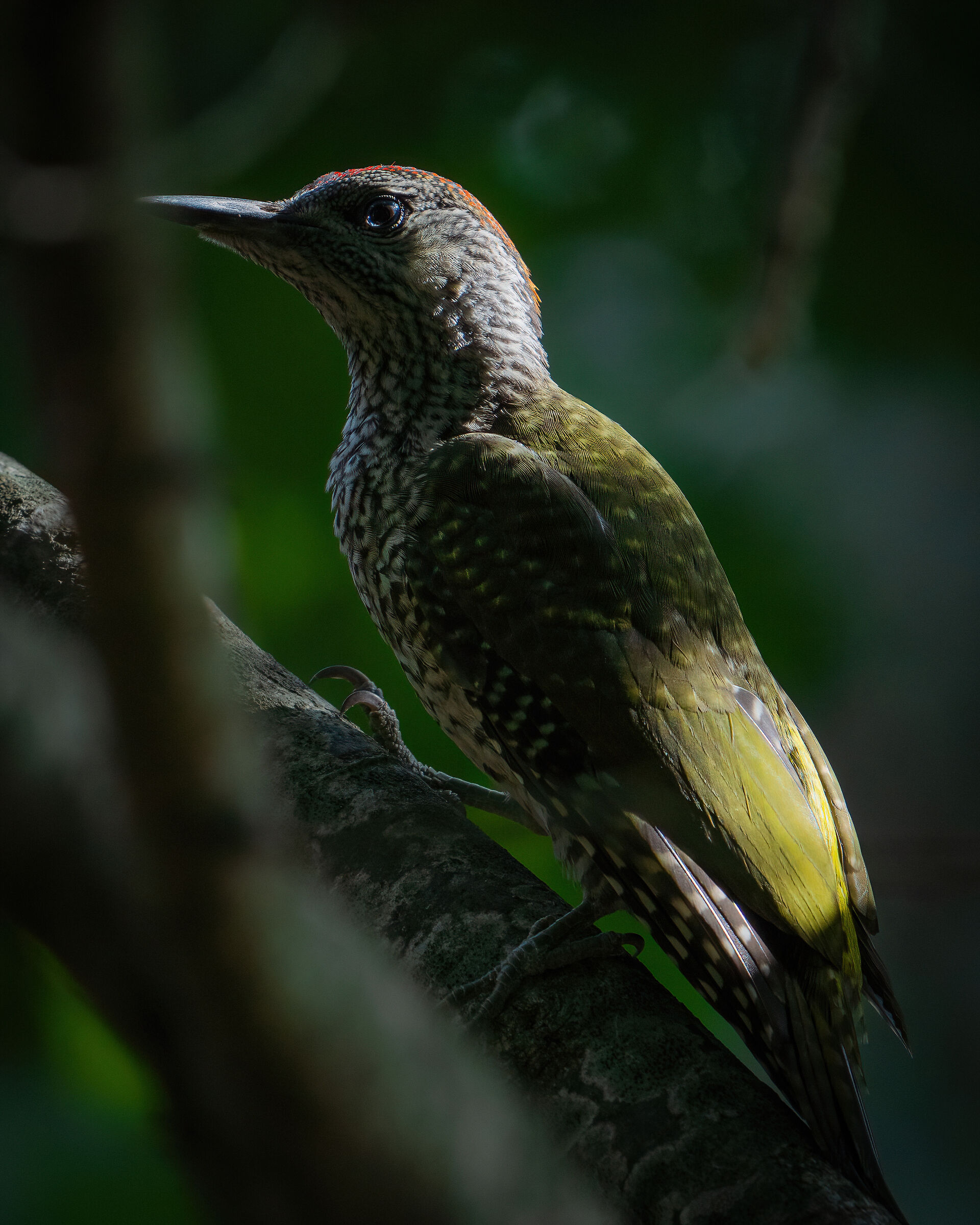 Green woodpecker details