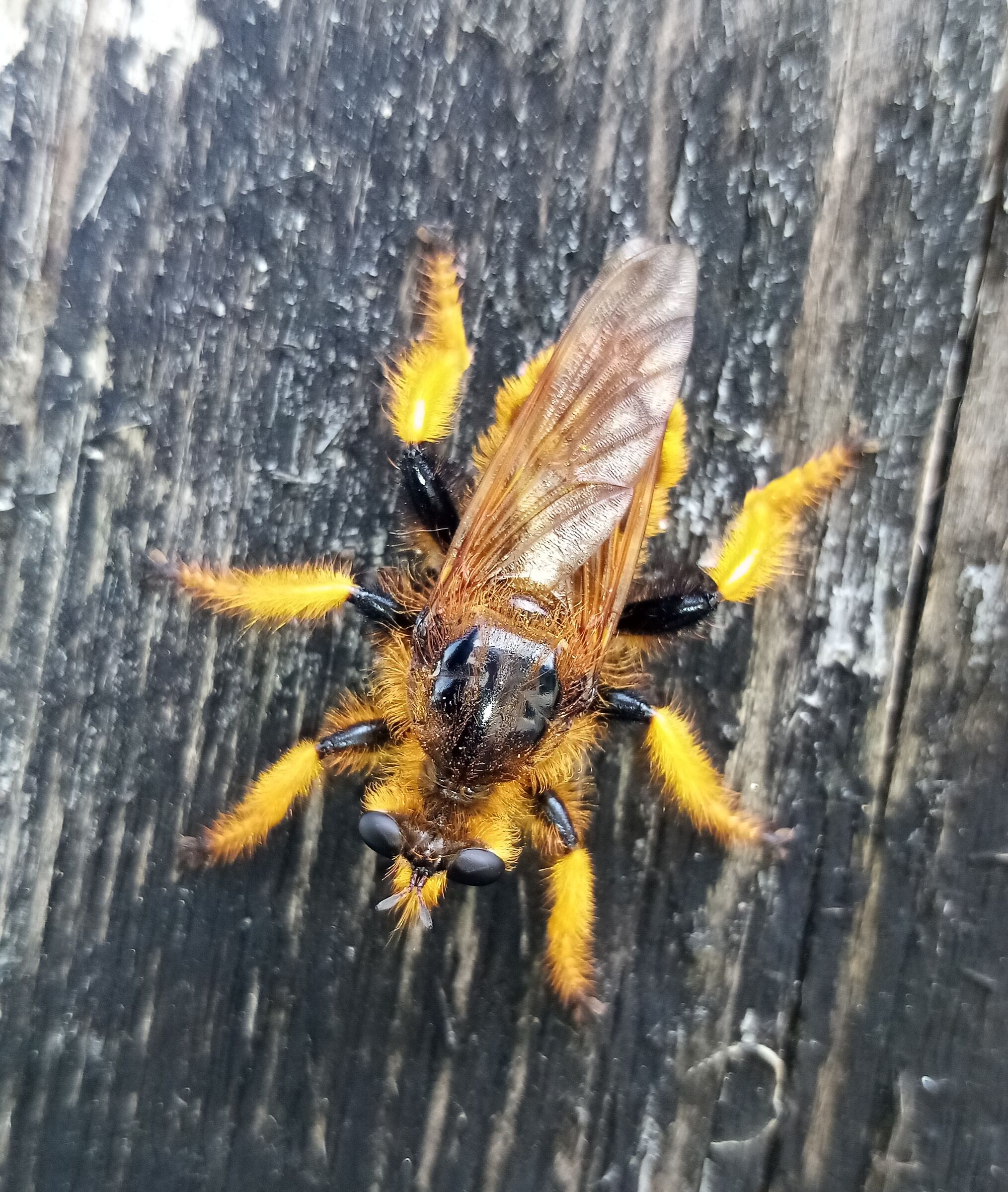 Insetto... Che non ho mai visto!!