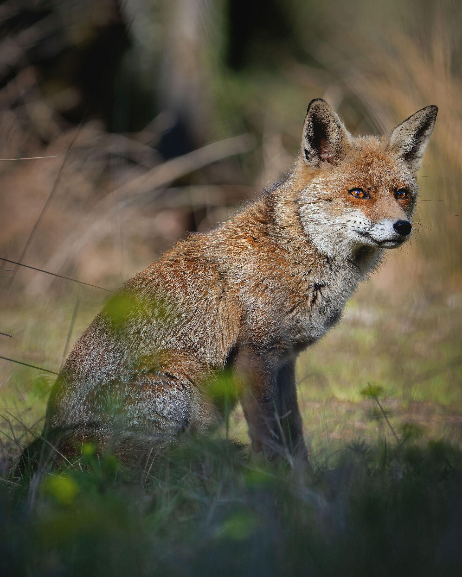 Among yellow flowers