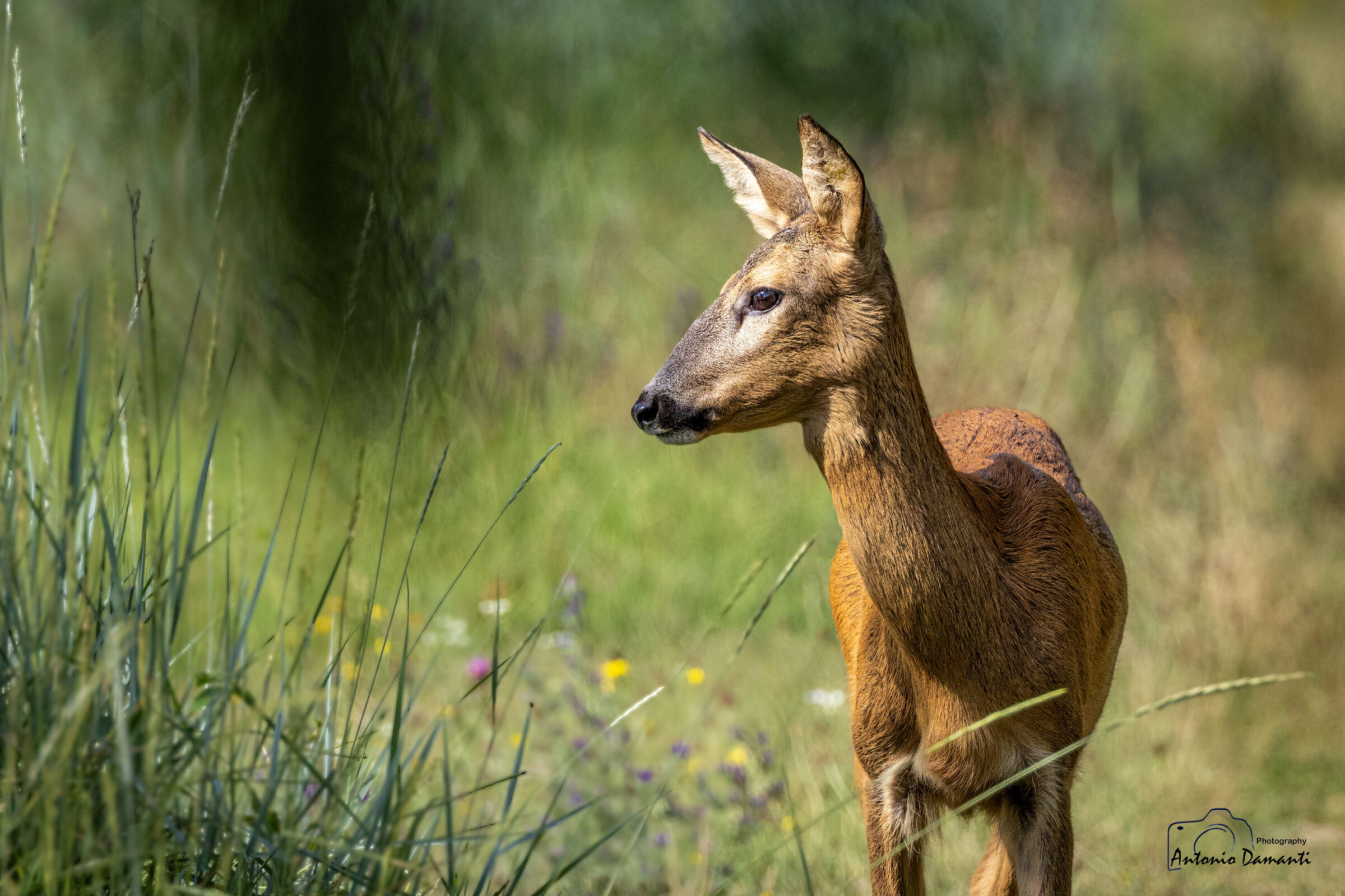 Female roe deer