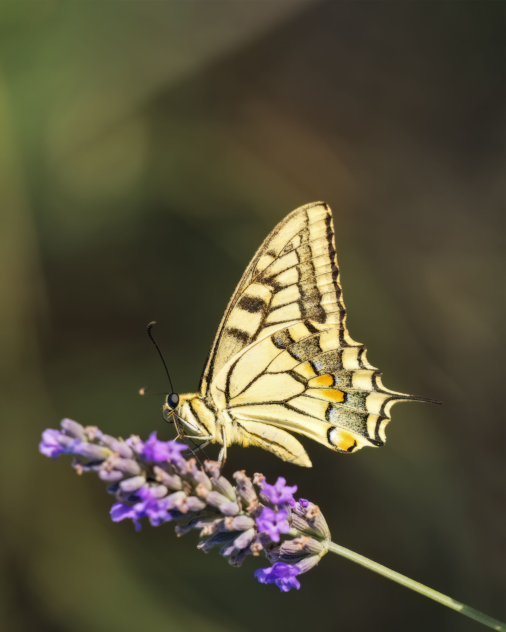 Swallowtail