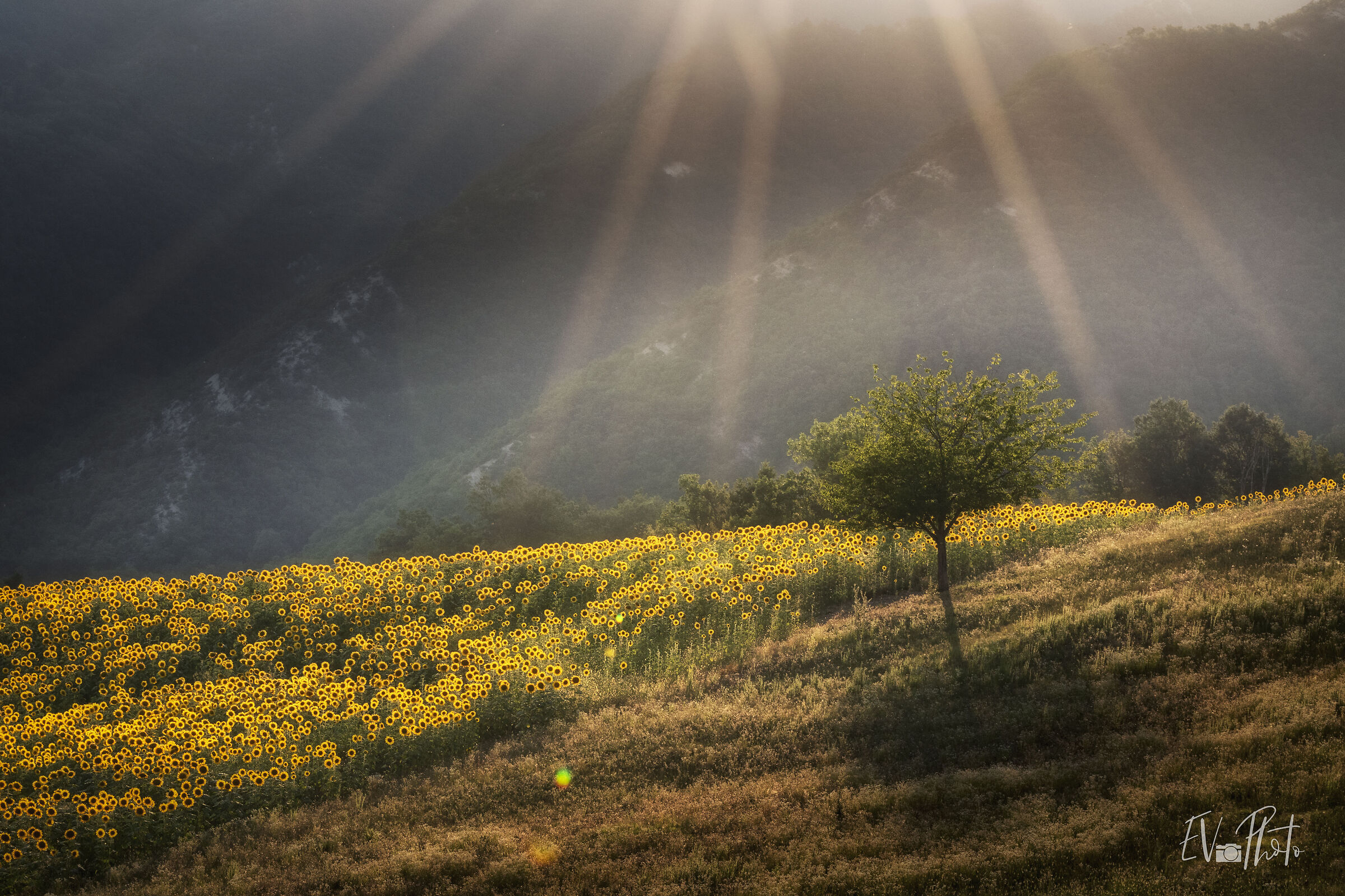 Golden hour