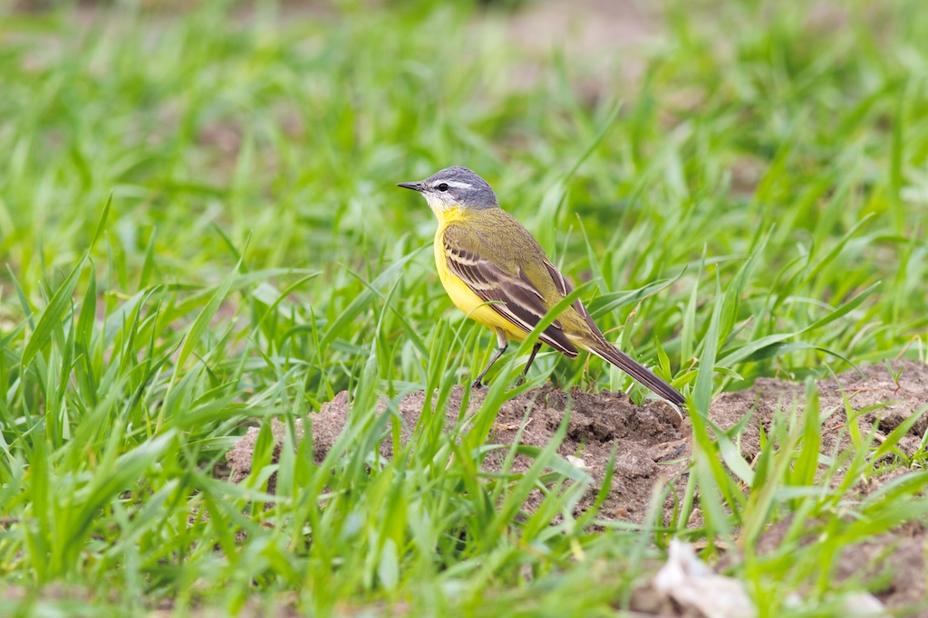 Yellow Wagtail