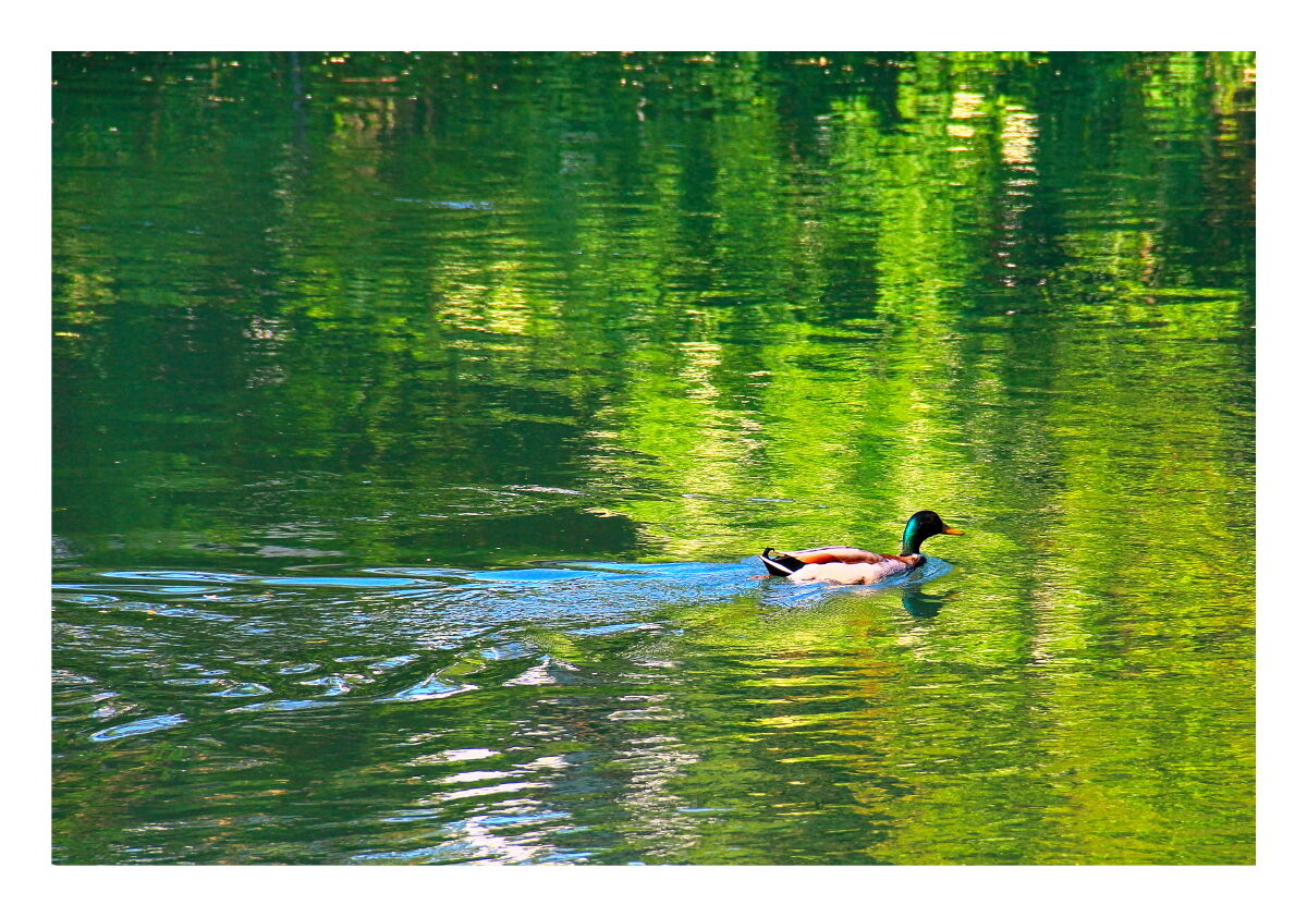 Lungo i canali di Treviso